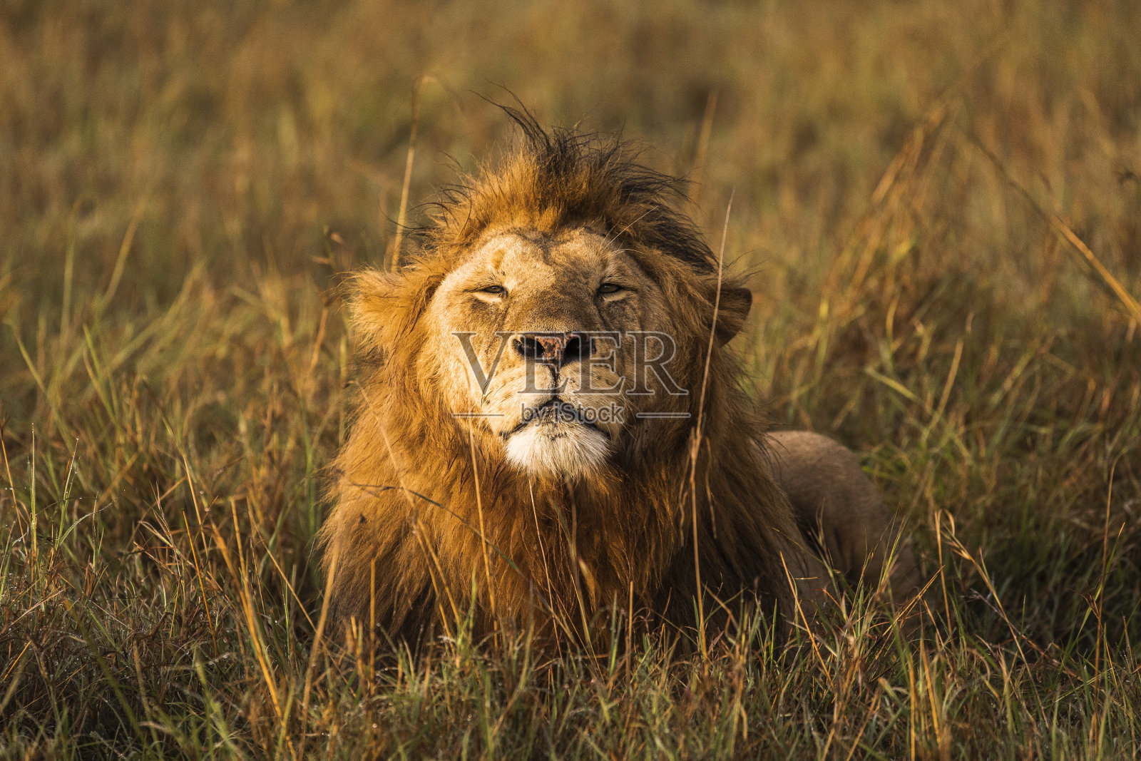 成年雄狮坐在非洲草原上，眼睛半睁着照片摄影图片