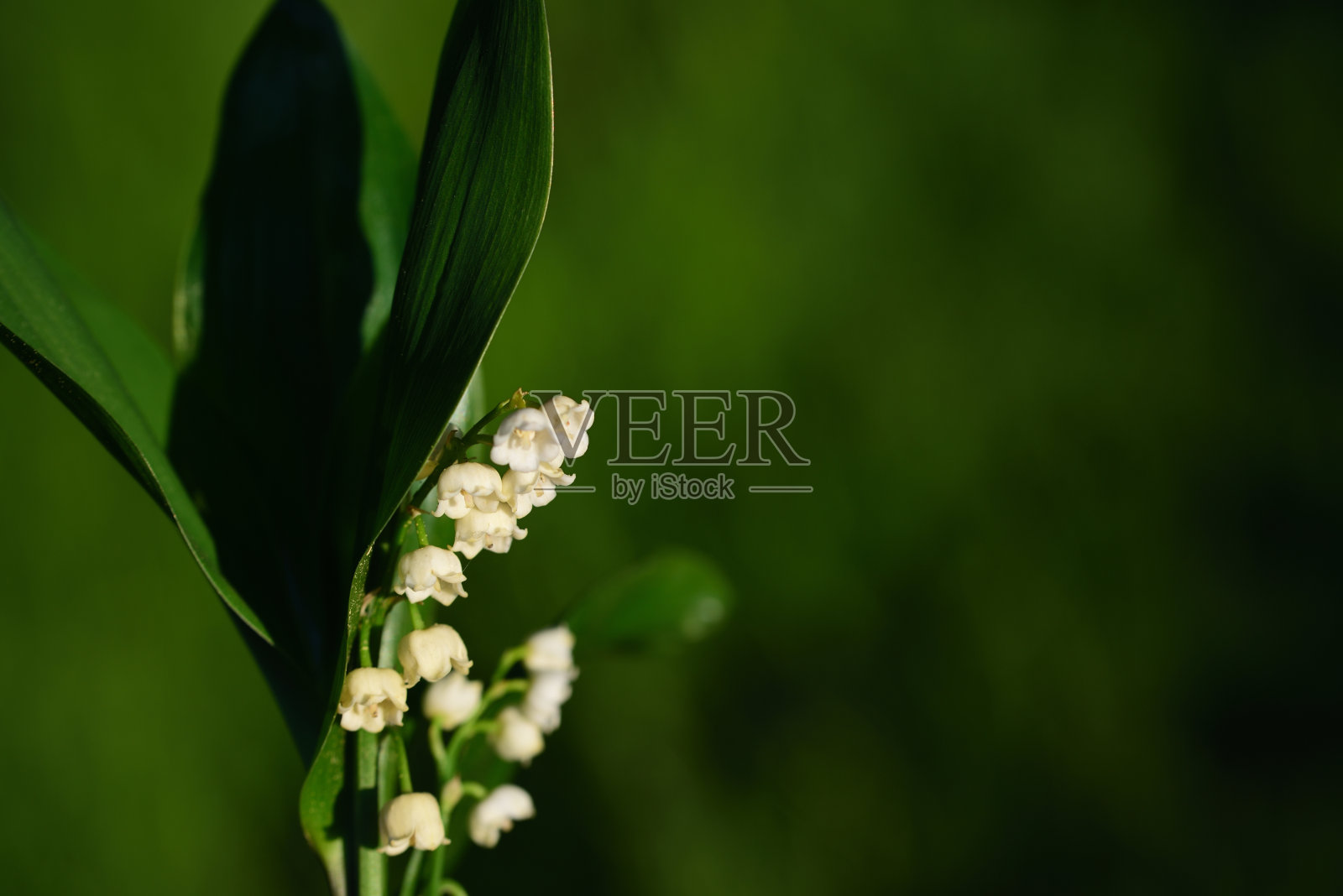 春天的铃兰，白色的小花和长长的绿叶，映衬着绿色的背景照片摄影图片