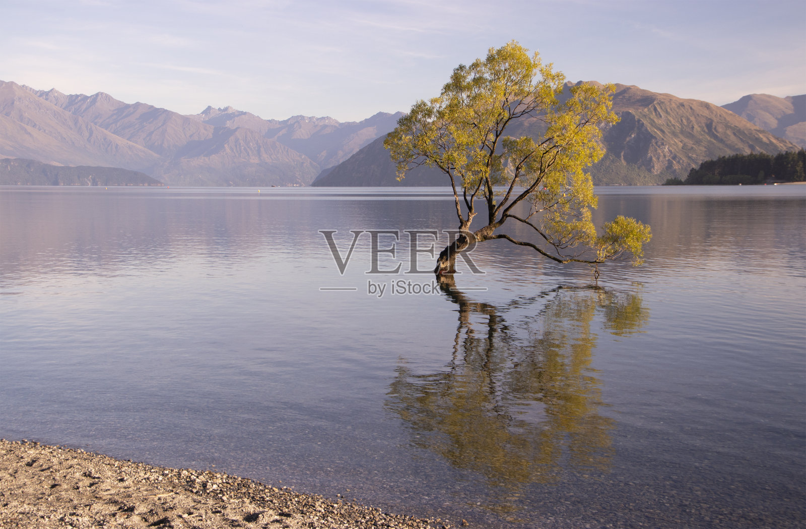 瓦纳卡湖著名的孤独柳树照片摄影图片