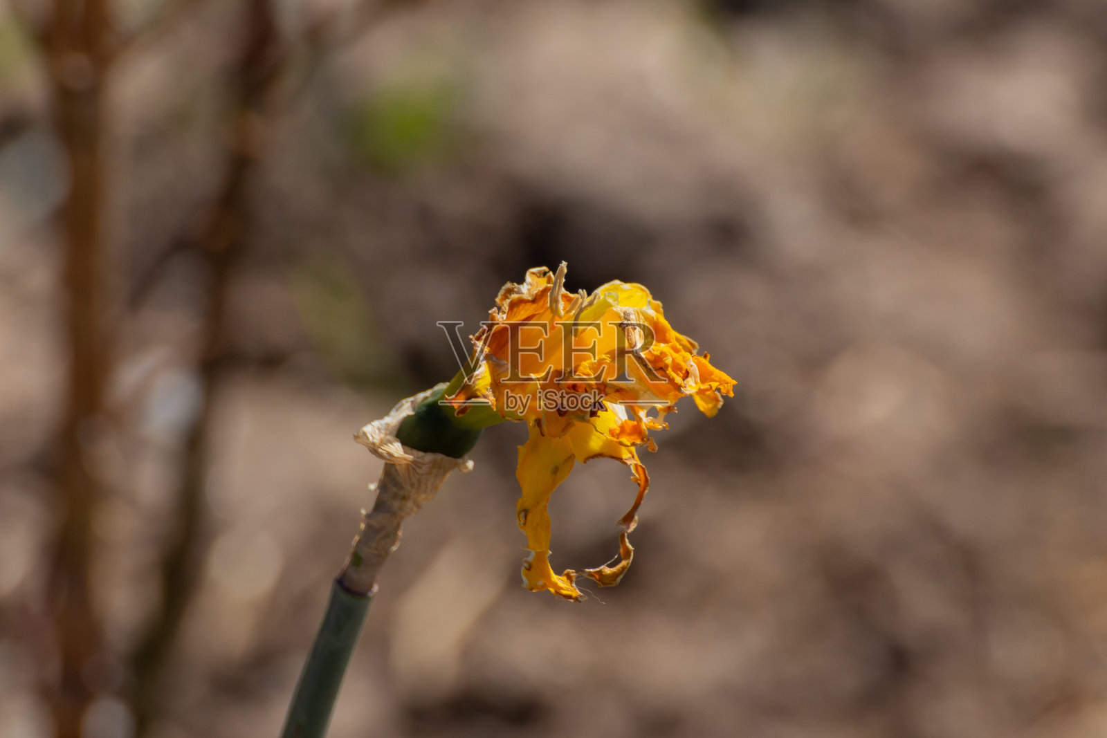 一个枯萎和损坏的水仙花的特写照片摄影图片