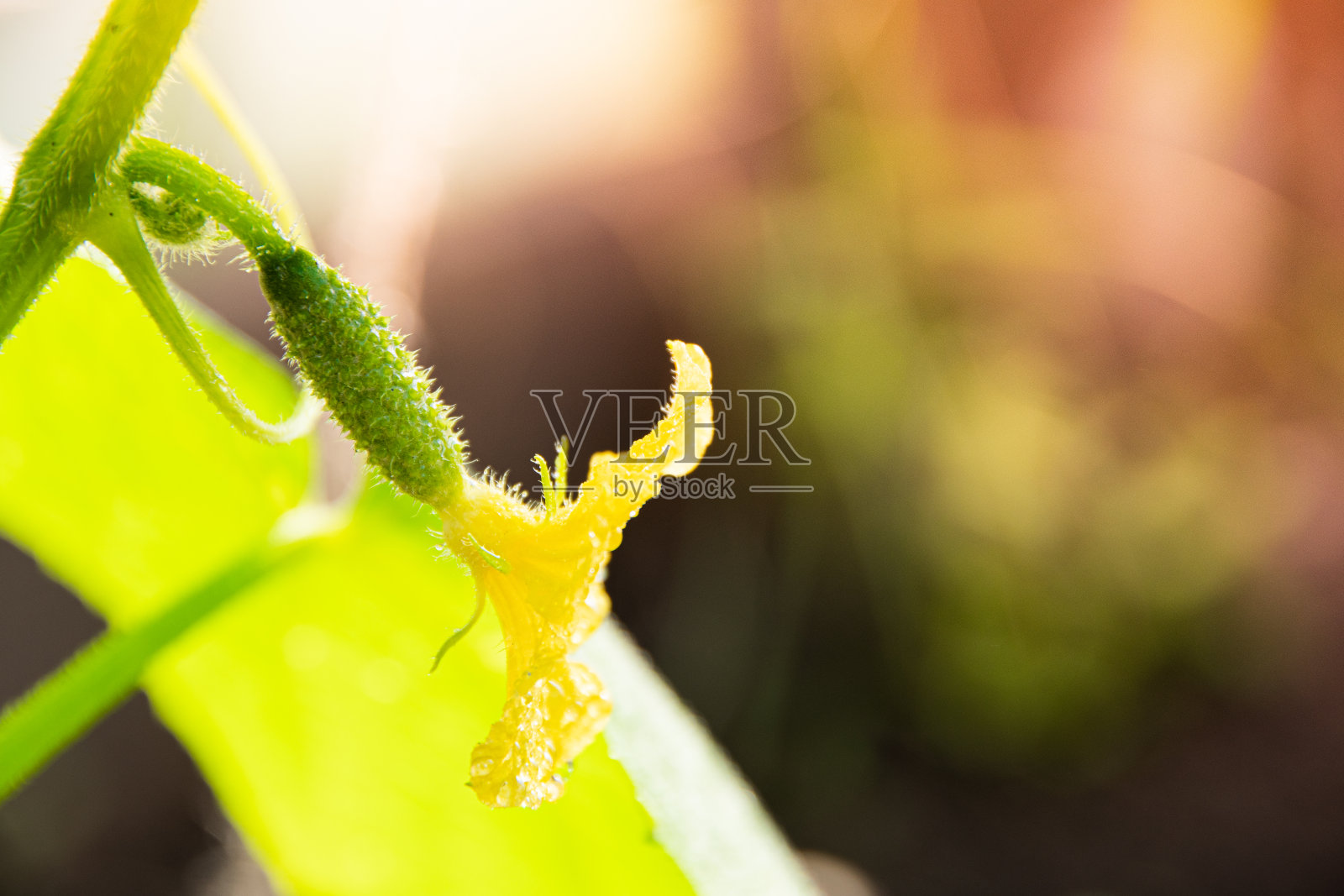 日光下的温室黄瓜幼苗，素食主义者的园艺，沙拉和健康饮食的新鲜蔬菜照片摄影图片