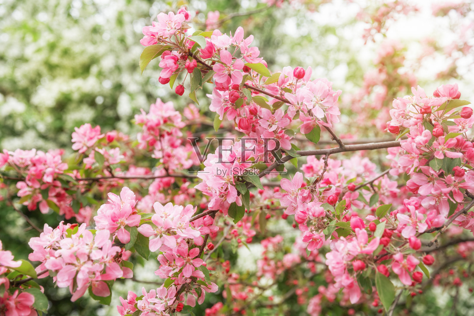 有粉红色花的苹果树照片摄影图片