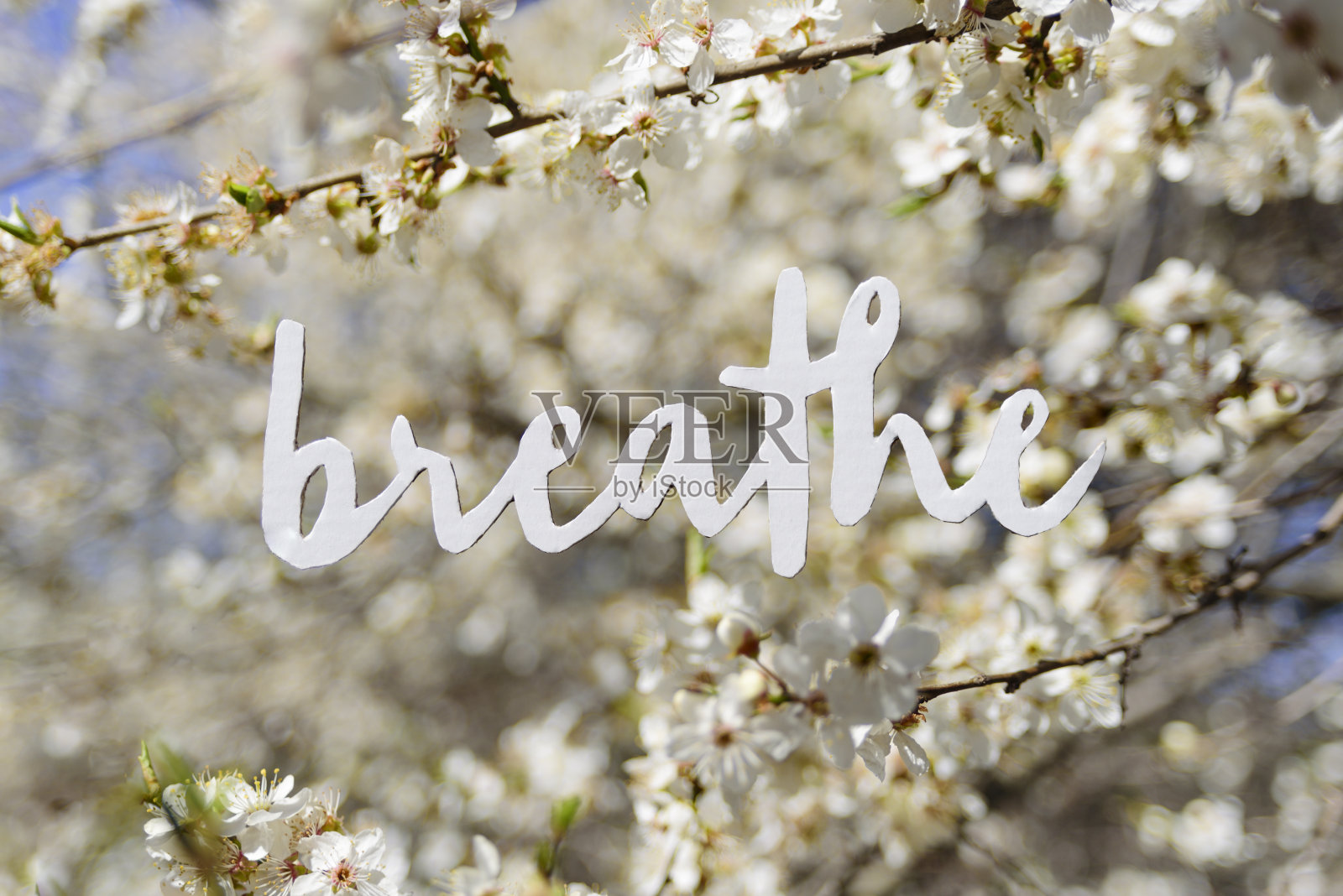 世界呼吸与盛开的樱桃树花照片摄影图片