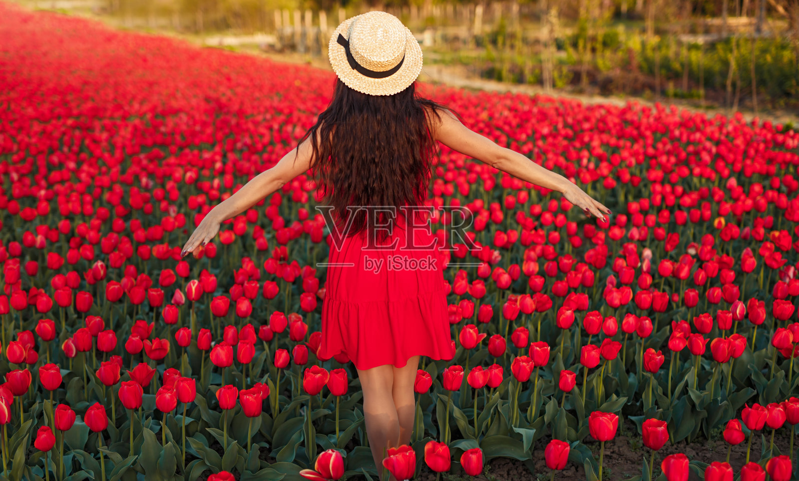年轻女子站在红色郁金香地里享受自由照片摄影图片