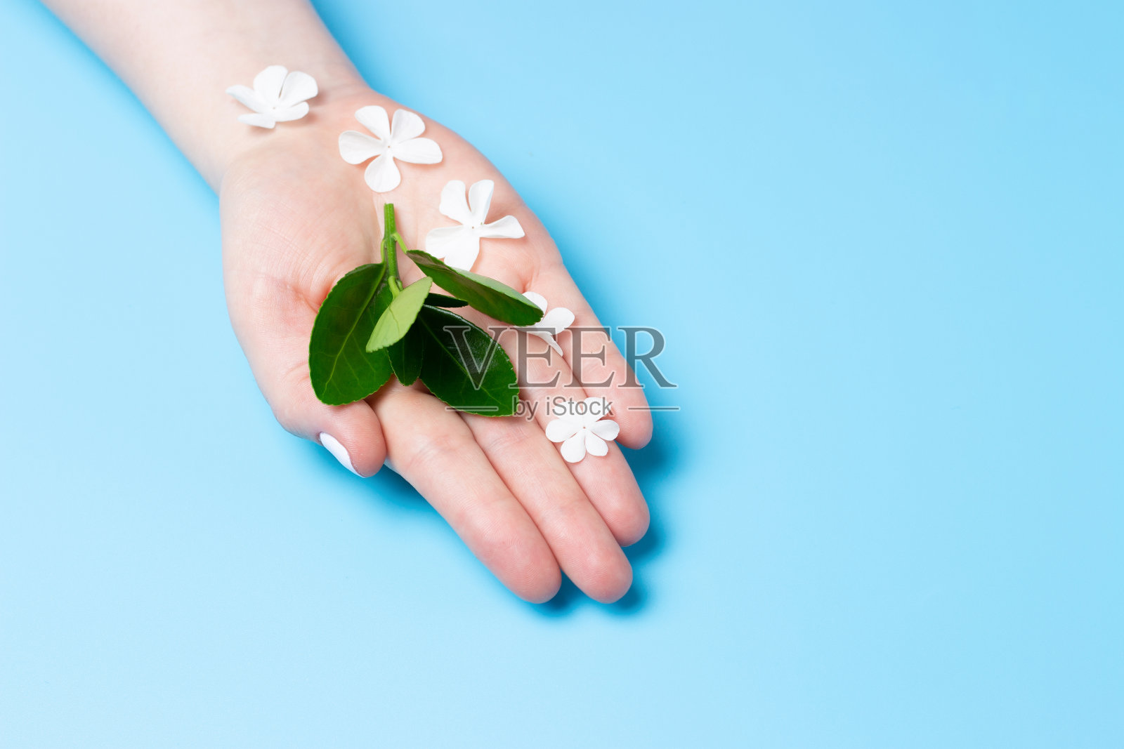 女人的手握着绿叶和白花在蓝色的背景上，一幅空间的复制品照片摄影图片