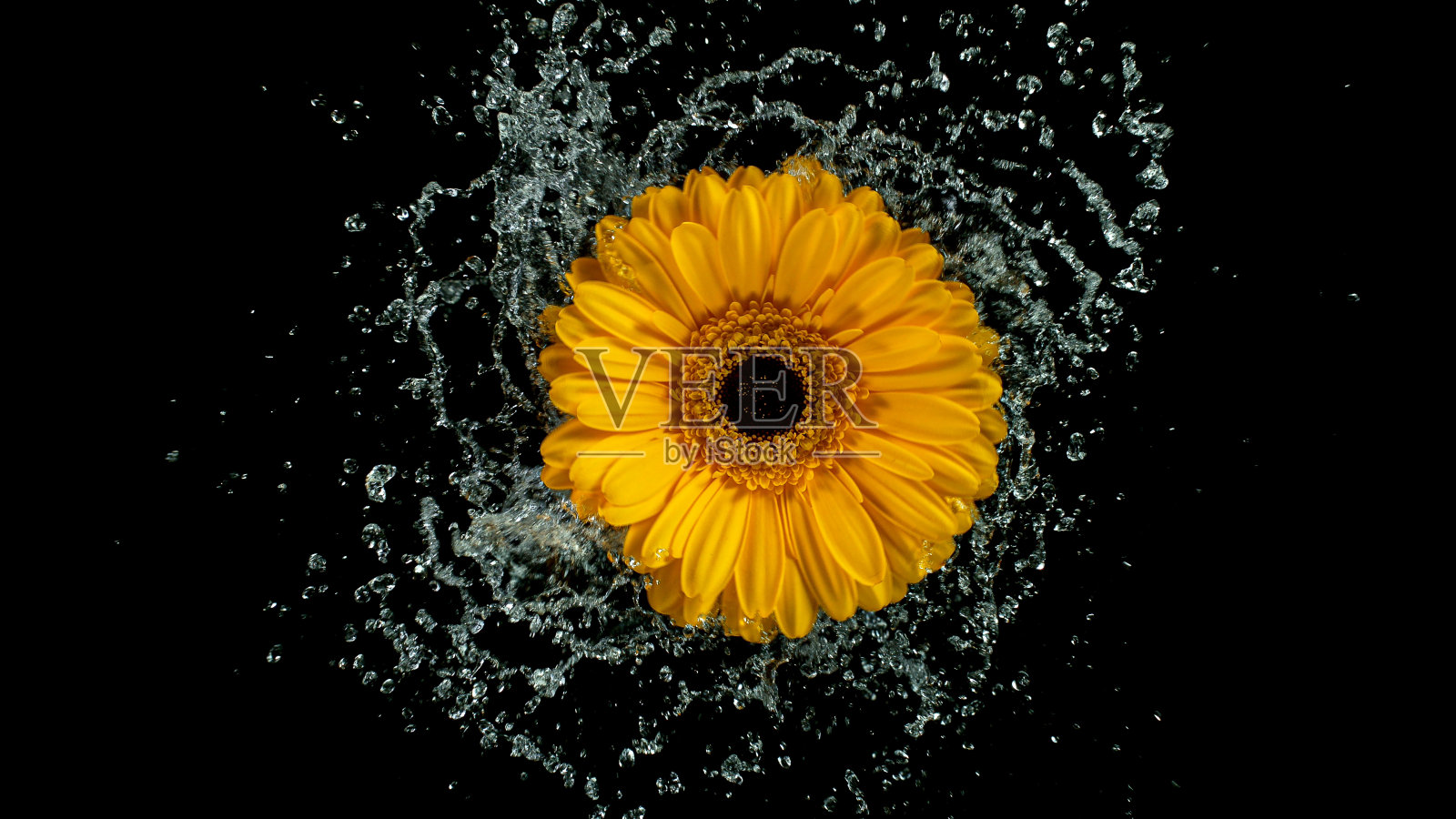 美丽多彩的非洲菊旋转与水飞溅。照片摄影图片