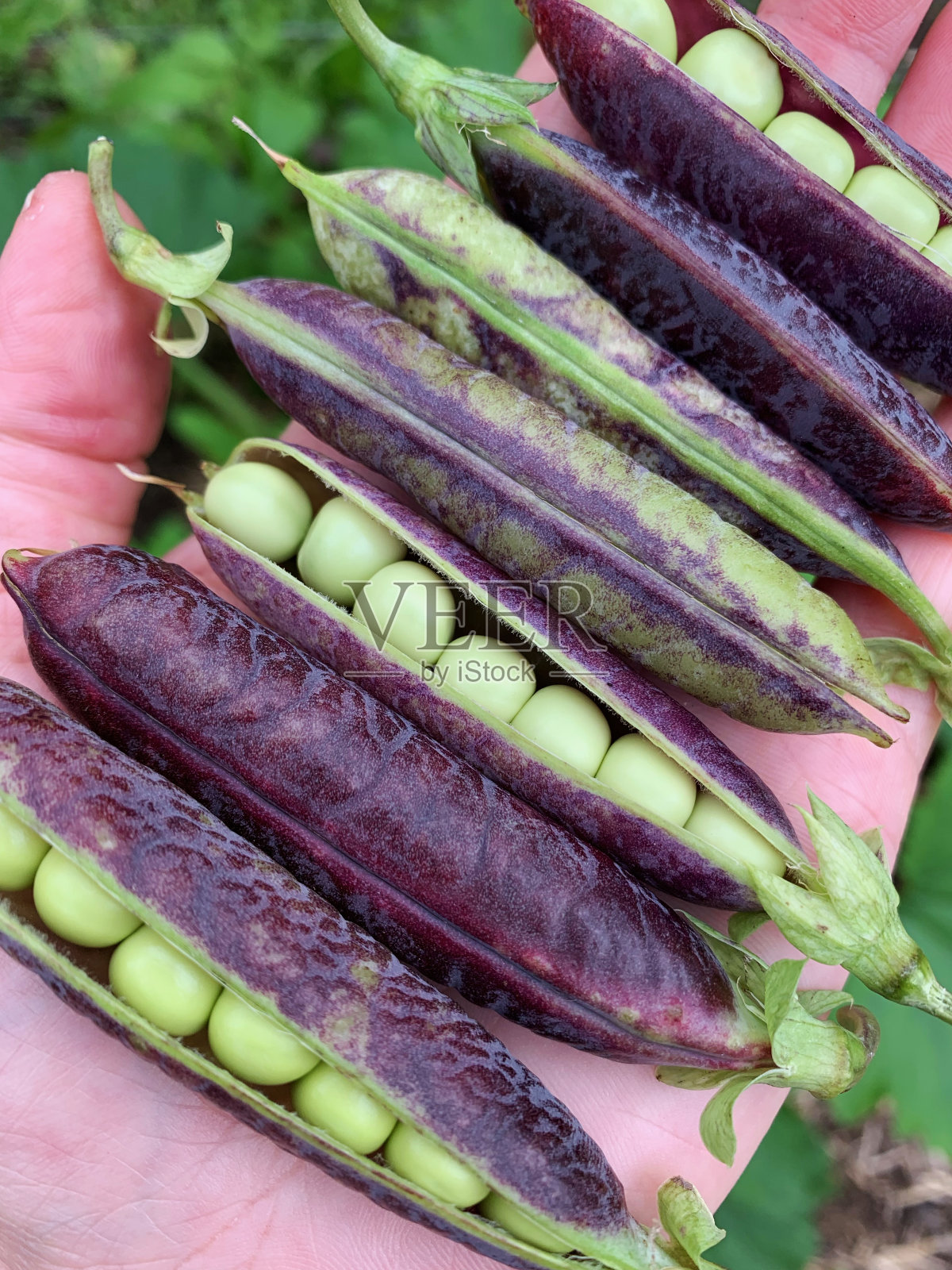 新鲜收获的紫色祖传豌豆从有机花园照片摄影图片