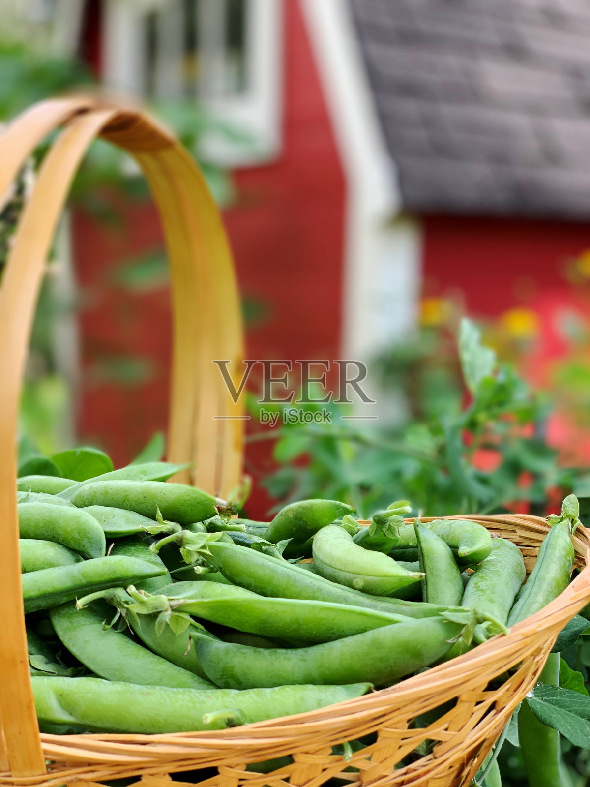 一篮刚从有机花园收获的绿豌豆照片摄影图片