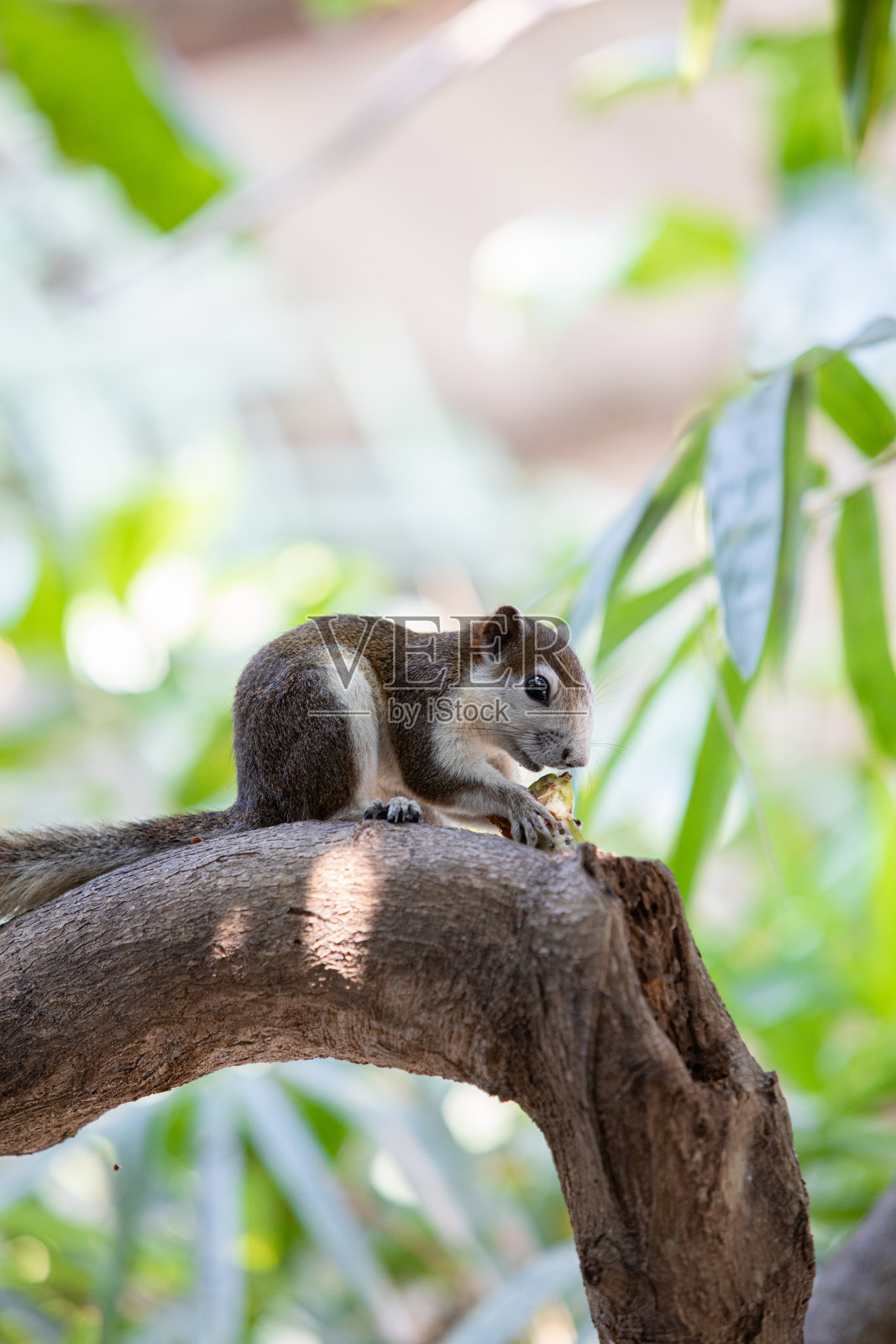 在花园和公园里发现的棕色Finlayson松鼠或变松鼠。照片摄影图片