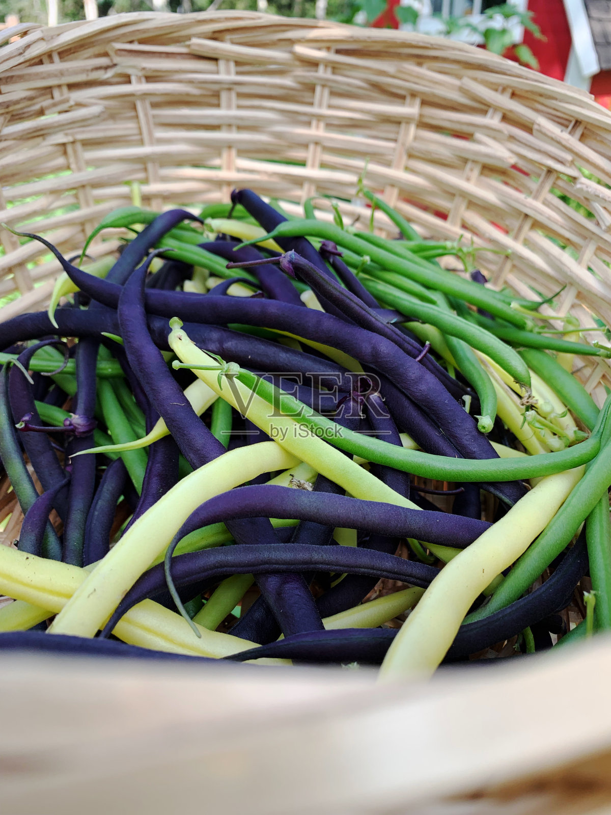 篮新鲜收获的绿色，黄色和紫色的豆从有机花园照片摄影图片