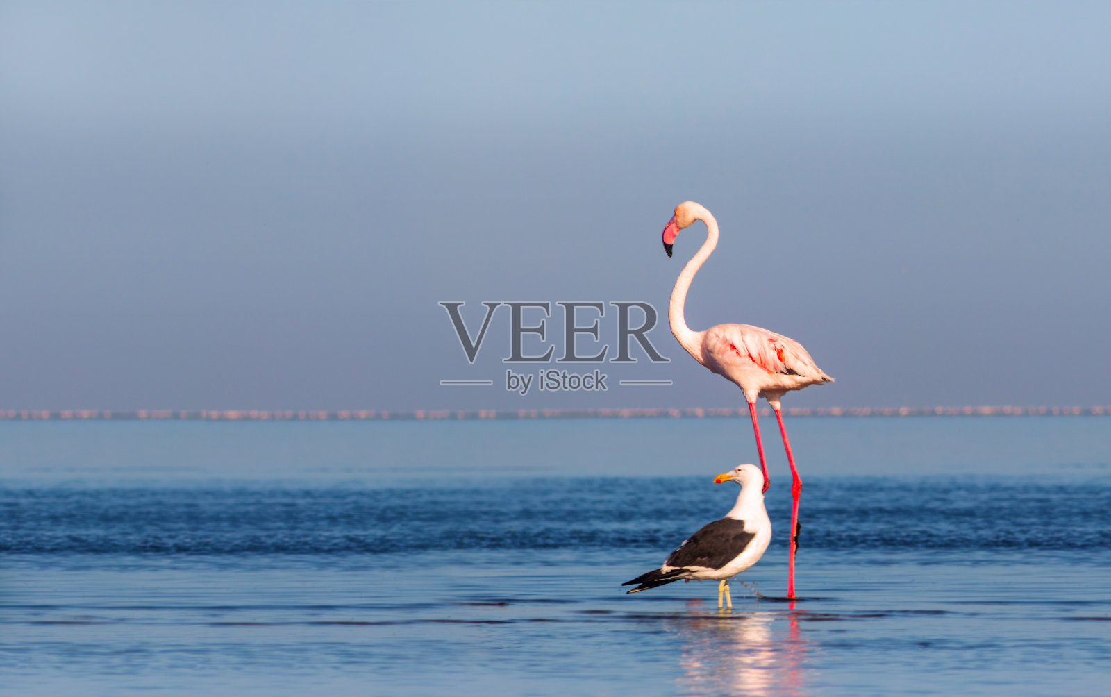 在一个阳光明媚的早晨，一只大火烈鸟和一只海鸥漫步在蓝色的泻湖上照片摄影图片