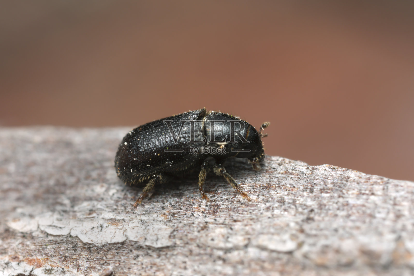 松树树皮上常见的松芽甲虫照片摄影图片