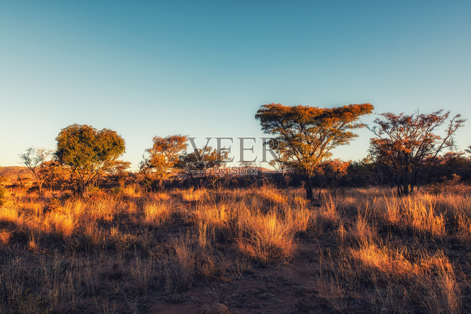 南非美丽的大草原景观。照片摄影图片