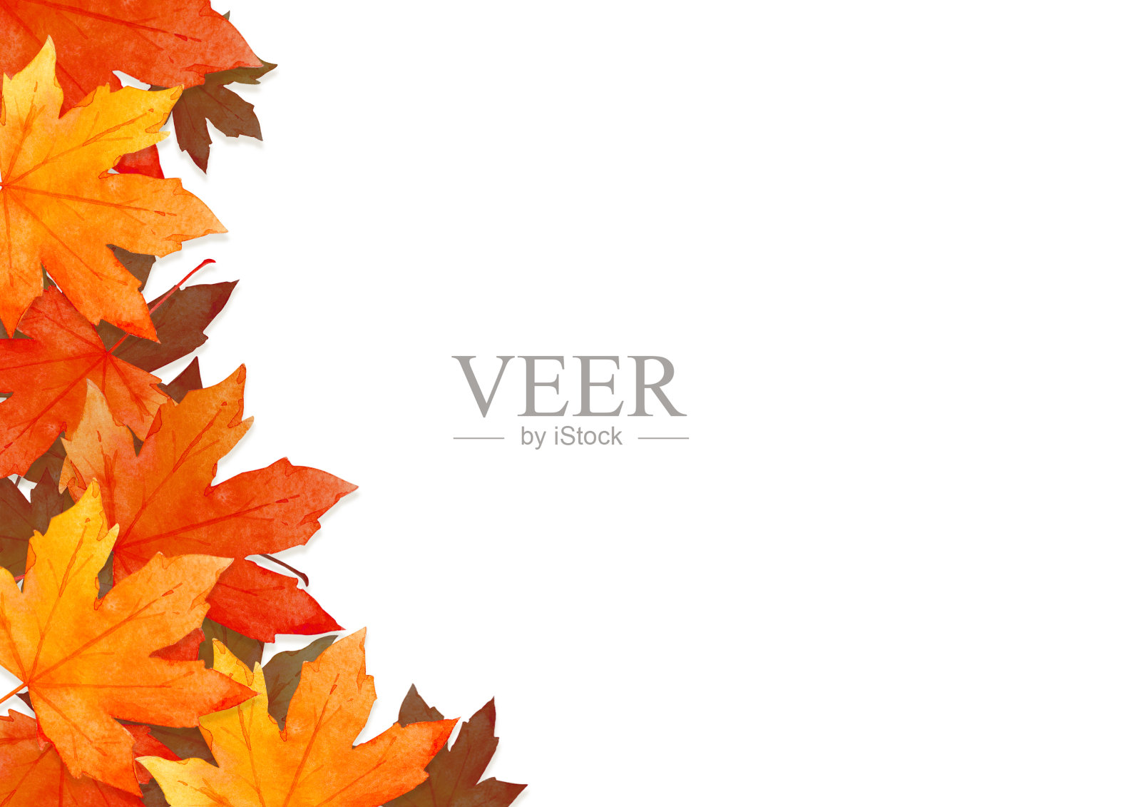 框架的红叶在秋天概念孤立在白色的背景。平铺，俯视图，拷贝空间。插画图片素材