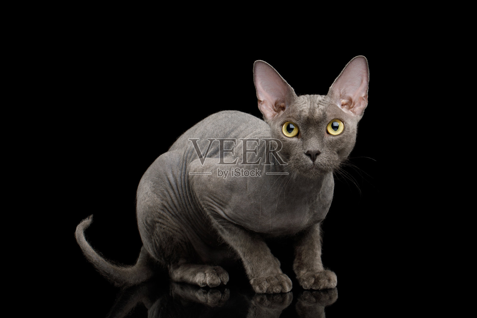 灰色斯芬克斯猫孤立的黑色背景照片摄影图片