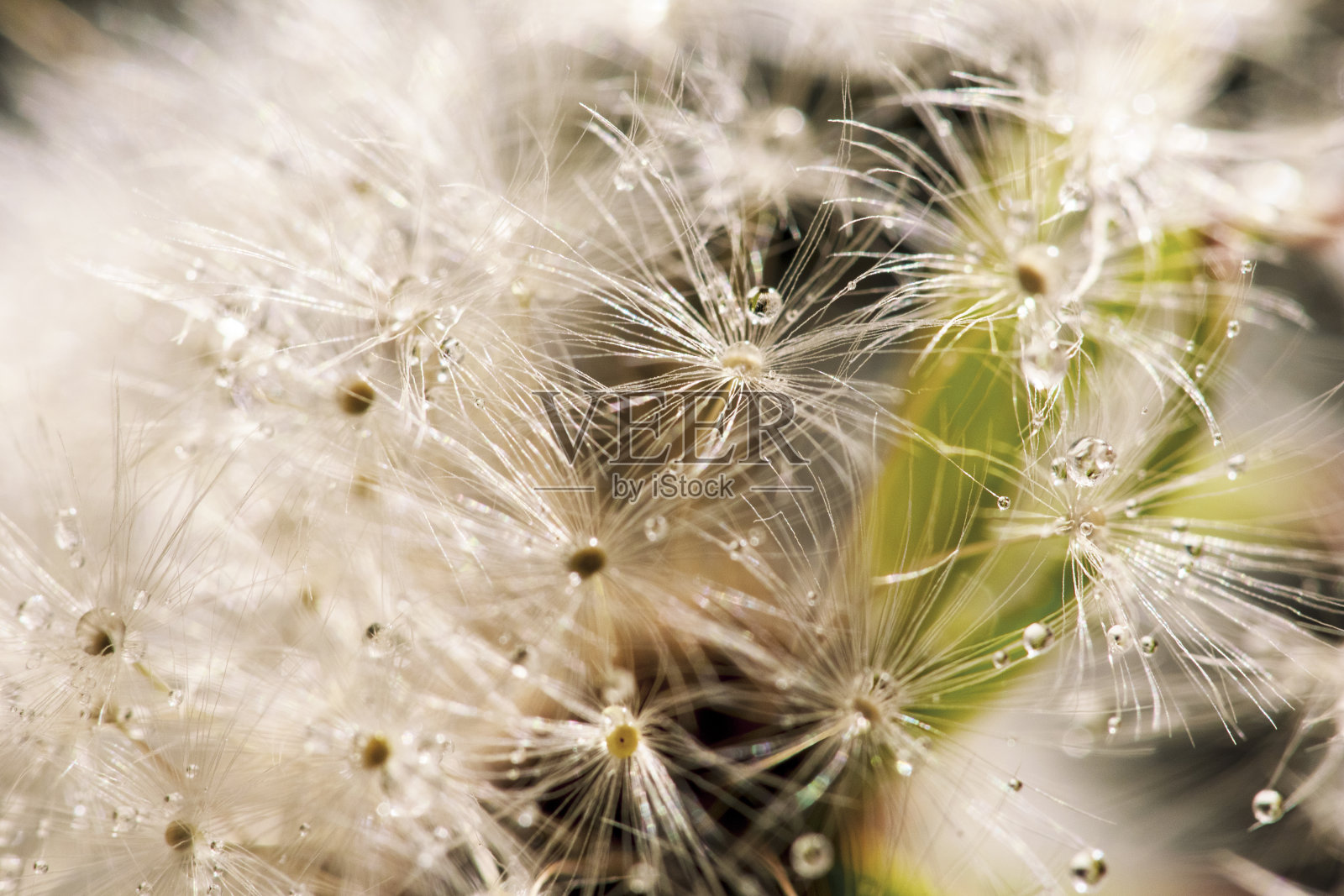 美丽的蒲公英种子的背景覆盖着水滴。宏观视图照片摄影图片