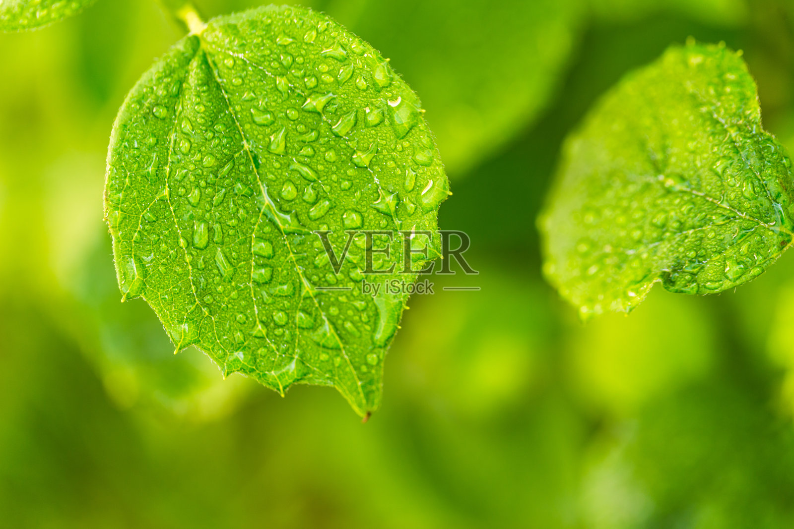 美丽的水滴在大自然的叶片近距离微距。新鲜多汁的绿叶在晨露的水滴户外。照片摄影图片