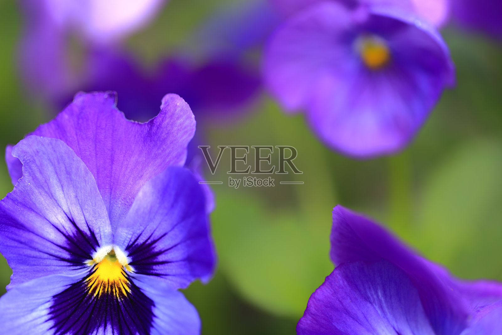 特写花自然三色堇花瓣紫色的春天照片摄影图片