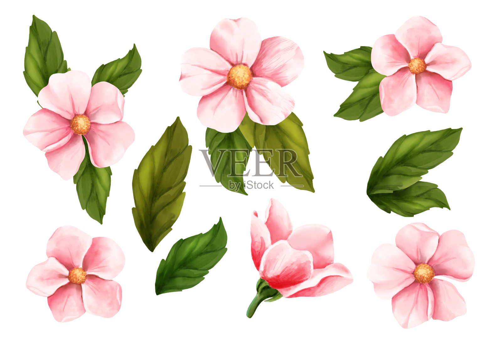 美丽的水彩花设置在白色的背景设计插画图片素材