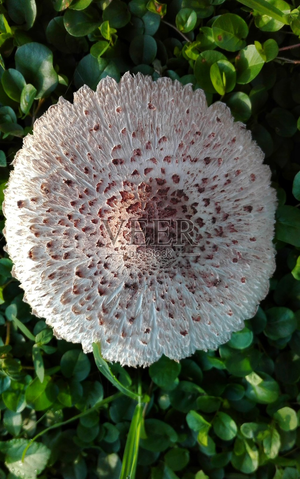 野生蘑菇，纹理背景照片摄影图片