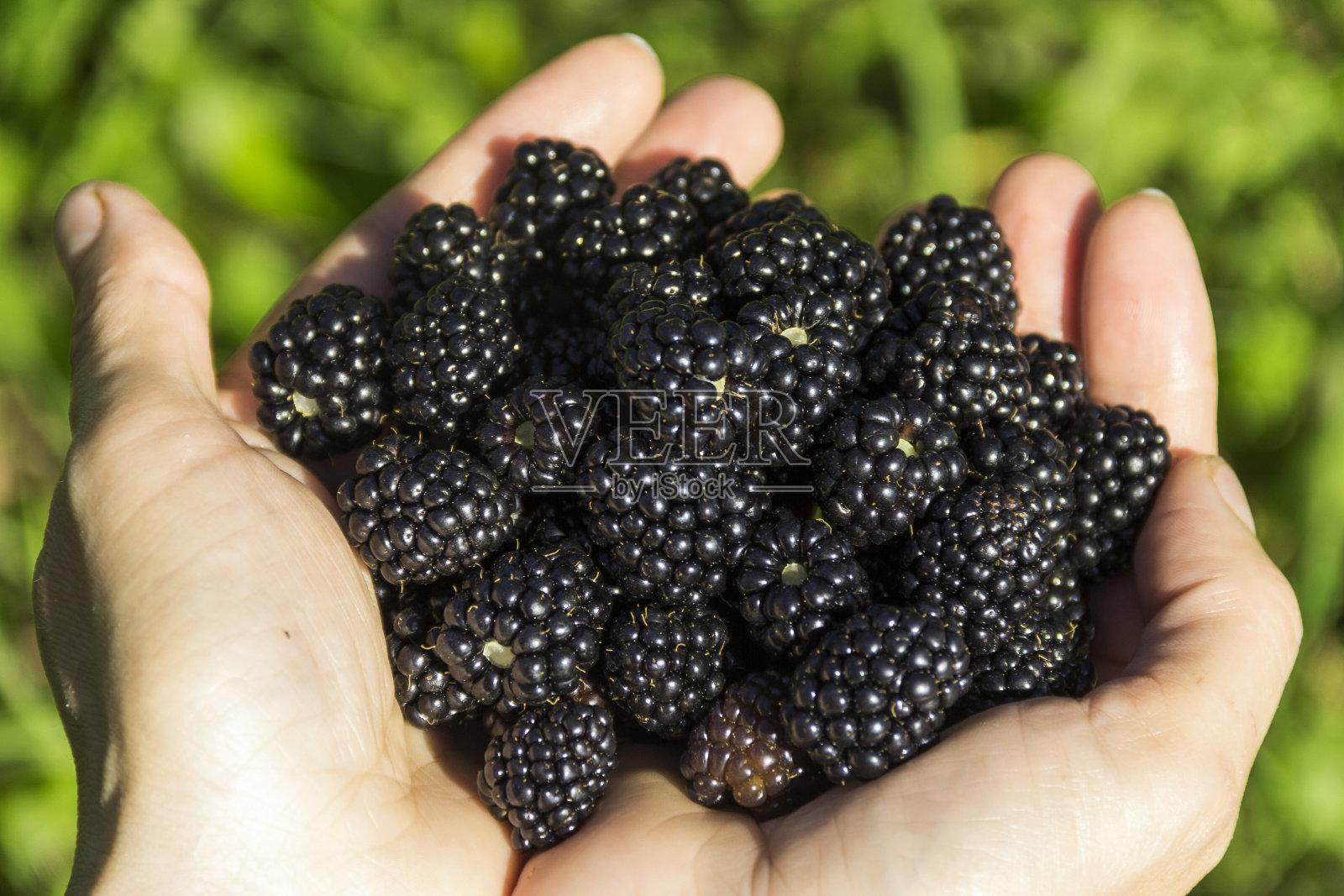新鲜有机黑莓。有机水果。女人手里拿着刚收获的黑莓。照片摄影图片
