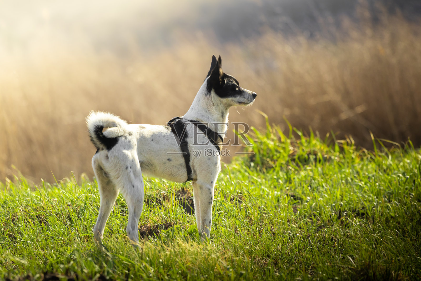 一只狗在田野里嬉戏玩耍，全身照，巴辛吉在散步照片摄影图片
