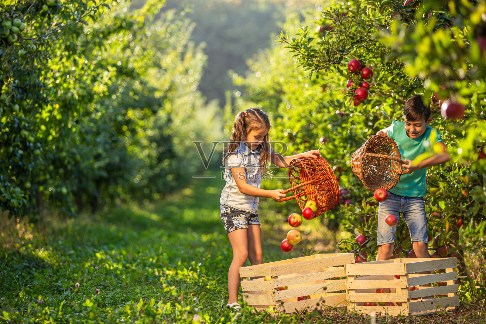 友好勤劳的兄弟姐妹们在农场里采摘苹果放进柳条筐，然后把它们倒进板条箱。照片摄影图片