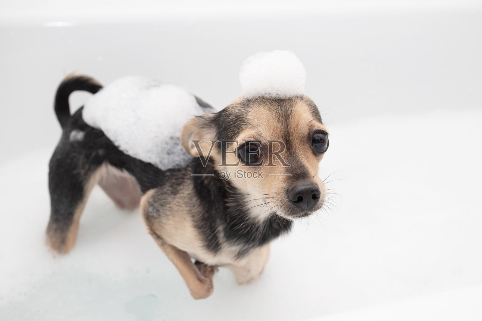 狗的卫生和清洁。小宠物洗澡，站在泡沫浴缸里照片摄影图片