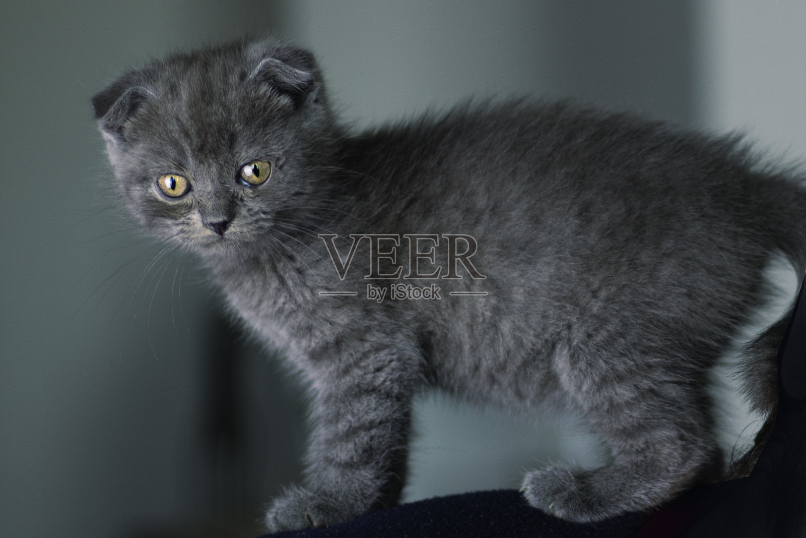 苏格兰卷毛灰色小猫照片摄影图片