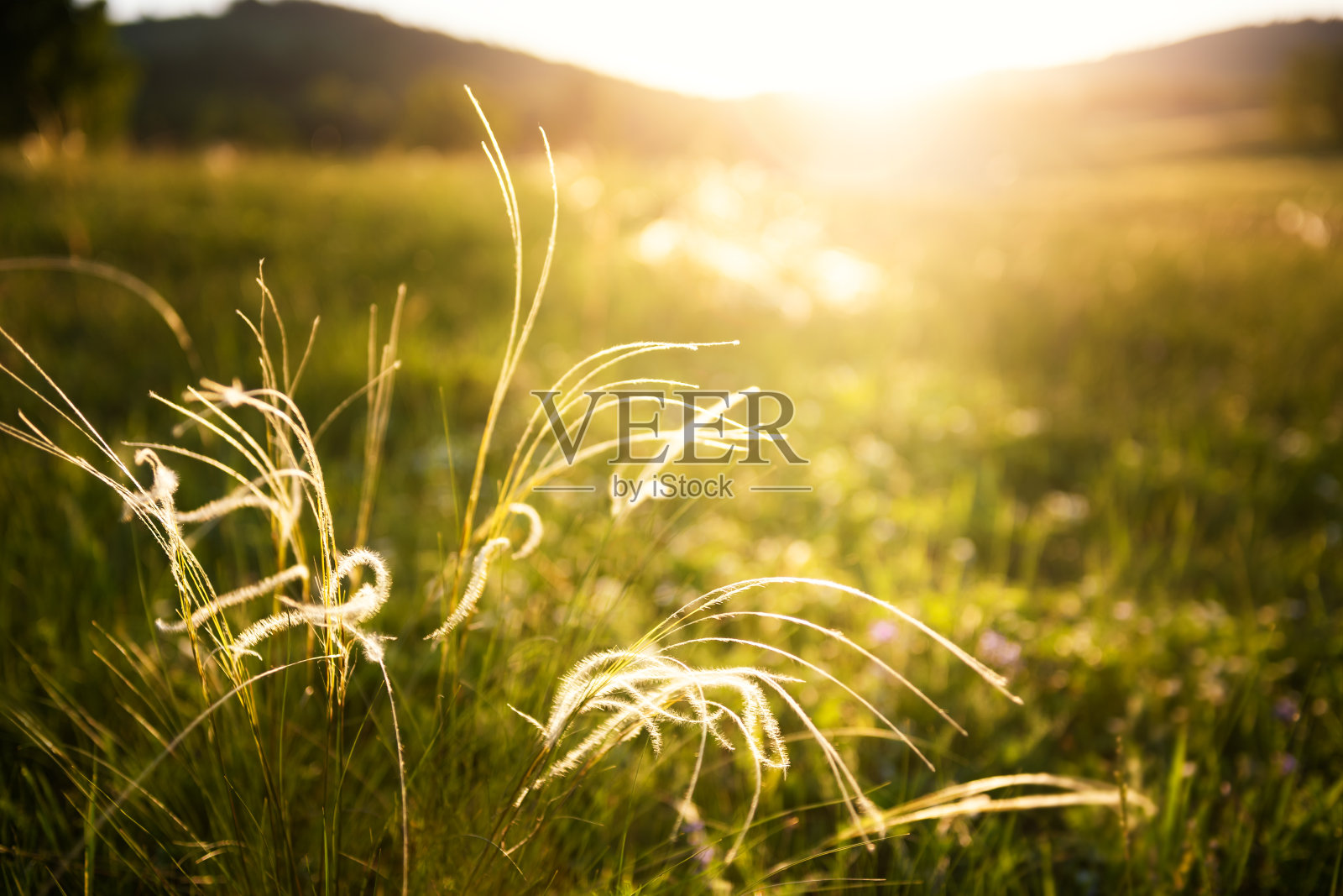 日落时森林草地上的野生羽毛草。照片摄影图片