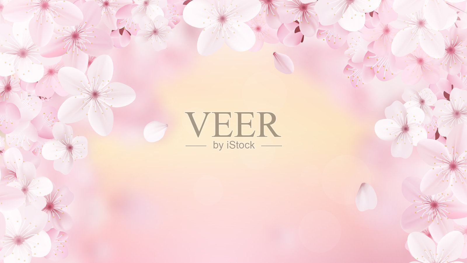 美丽的印花与盛开的淡粉色樱花插画图片素材