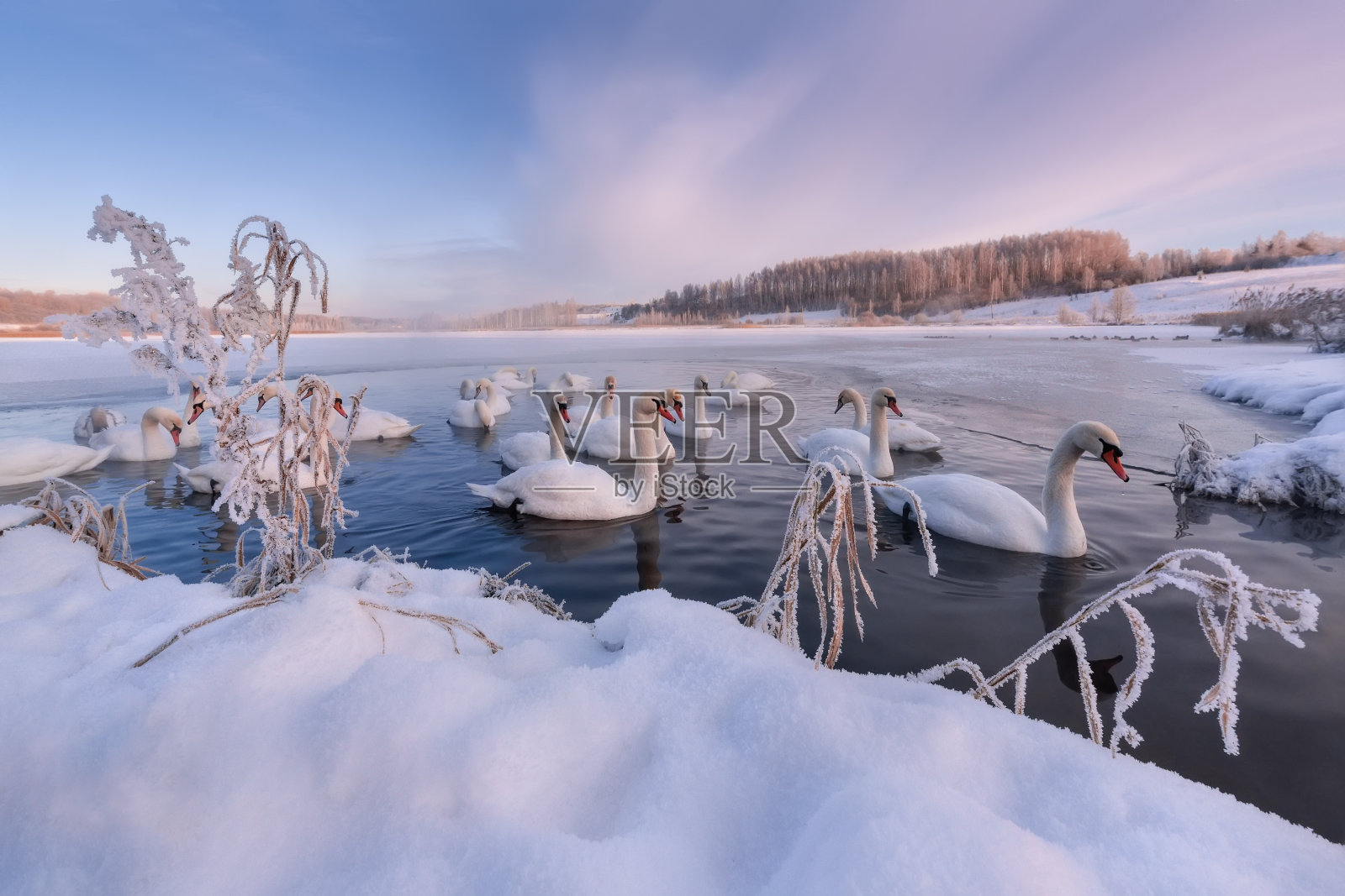 冬天的早晨在天鹅湖附近的伊兹博尔斯克。普斯科夫地区伊兹博斯克-马尔斯基山谷的Gorodishchenskoe湖。一群冬天的哑巴天鹅在大冰洞中游泳。景观与鸟类。俄罗斯照片摄影图片