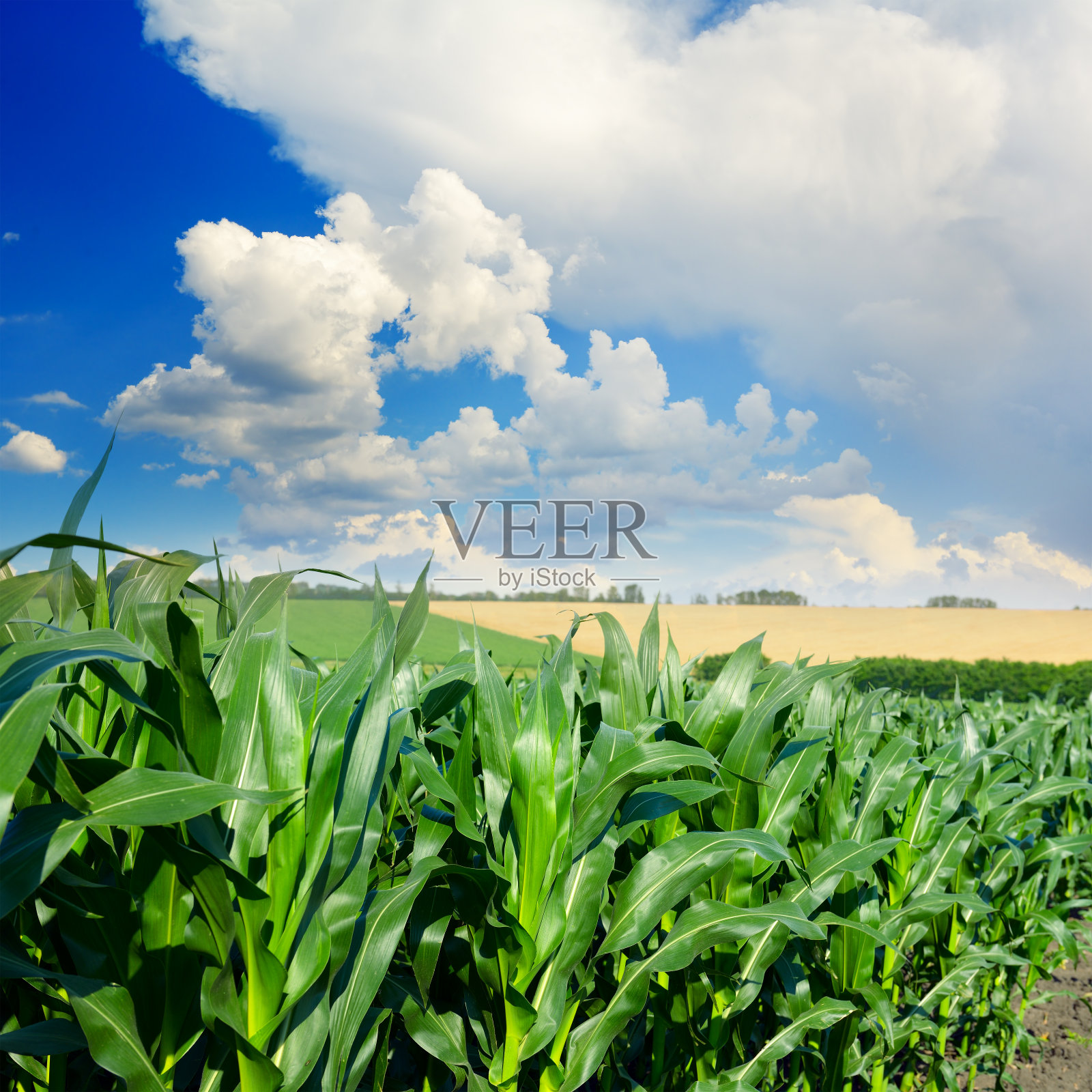 特写的玉米秸秆和蓝天照片摄影图片