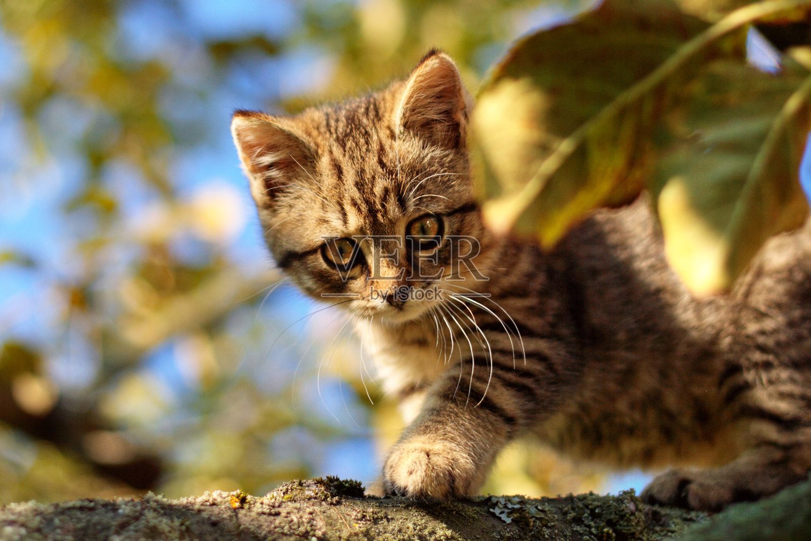 可爱的虎斑猫爬上树枝照片摄影图片