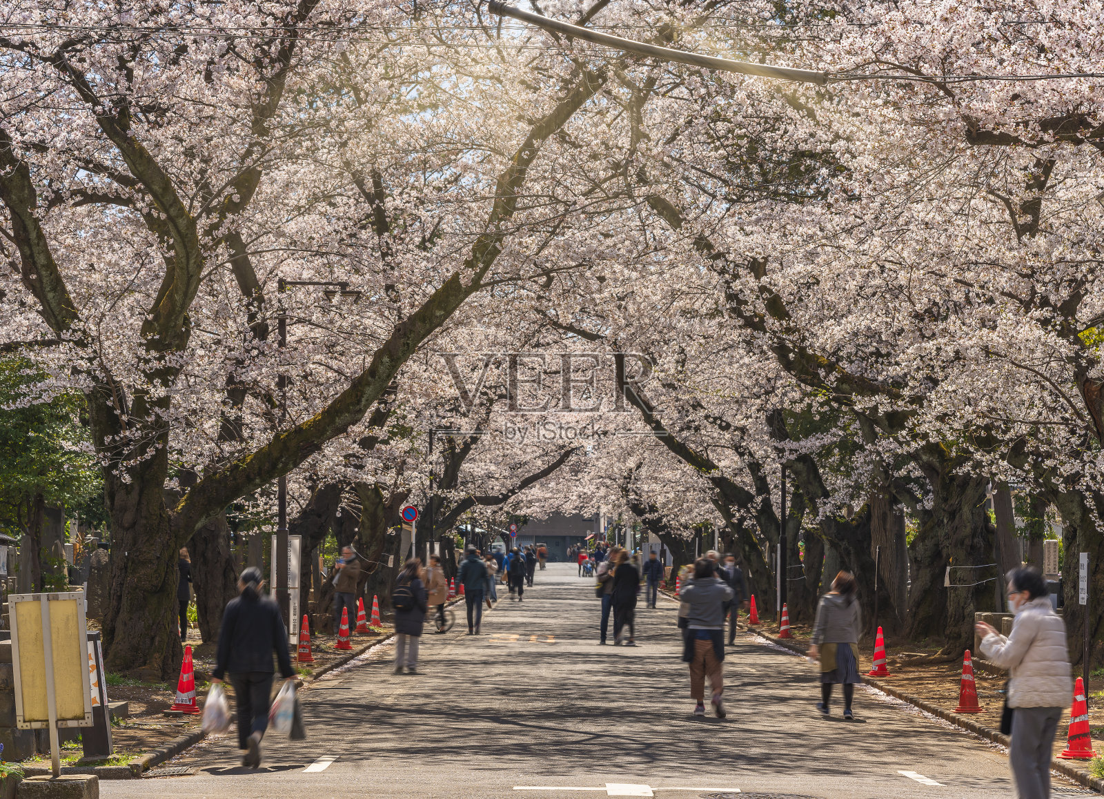 行人在樱花盛开的矢中墓地下行走。照片摄影图片