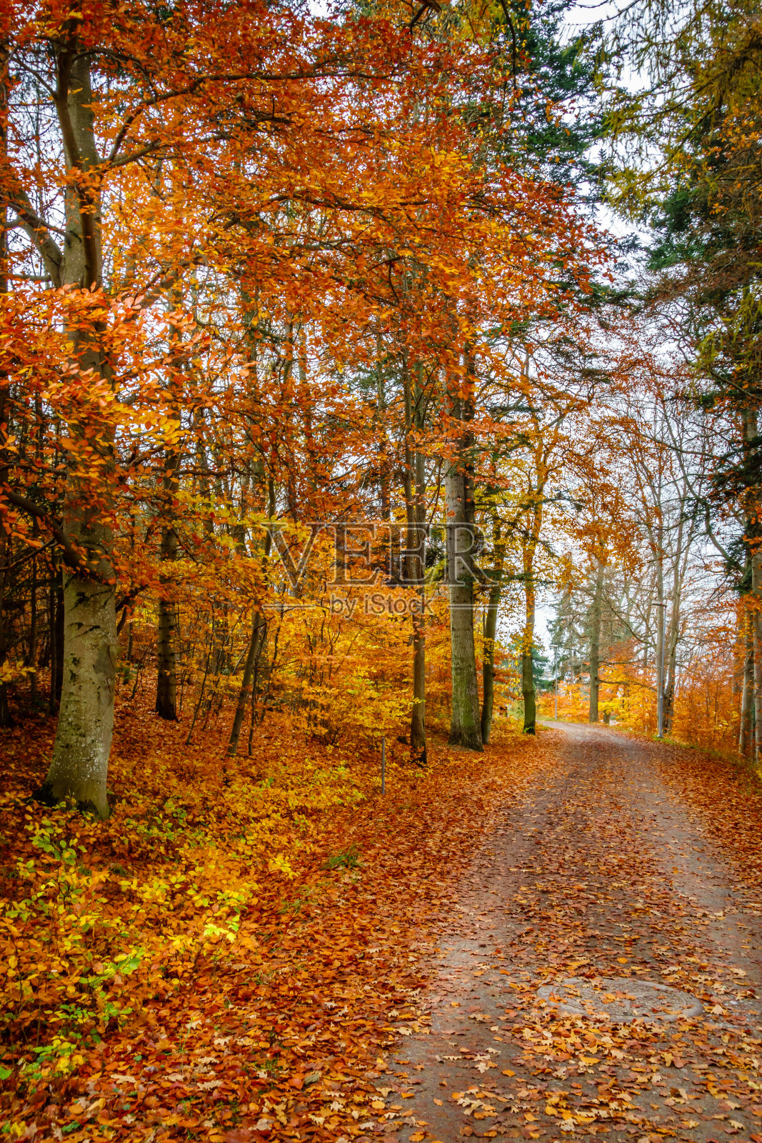 美丽多彩的秋叶林里铺满了树叶。照片摄影图片