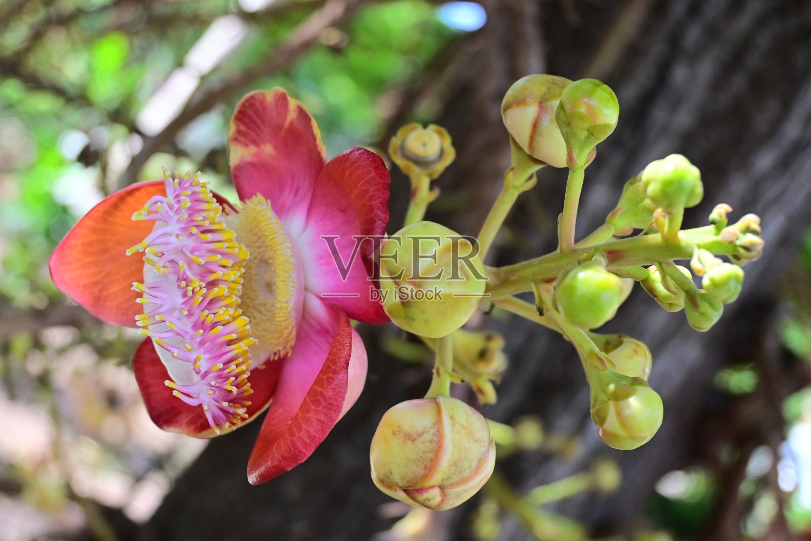 炮弹树/带花的萨拉树，泰国照片摄影图片