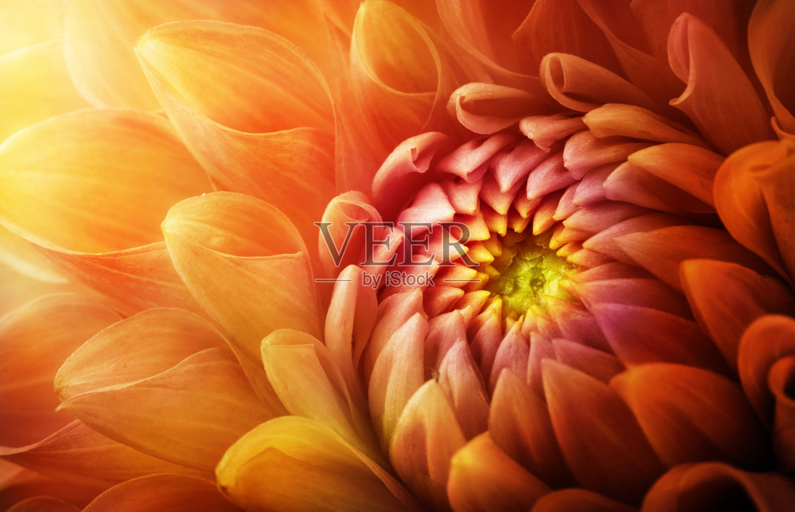 彩色菊花微距拍摄。菊花的底色有黄、红、橙。照片摄影图片