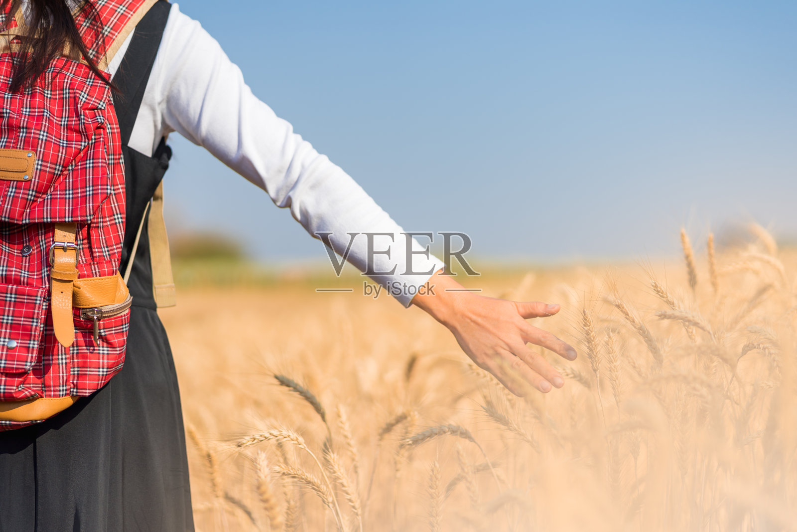 手触摸麦田自然背景小麦。照片摄影图片