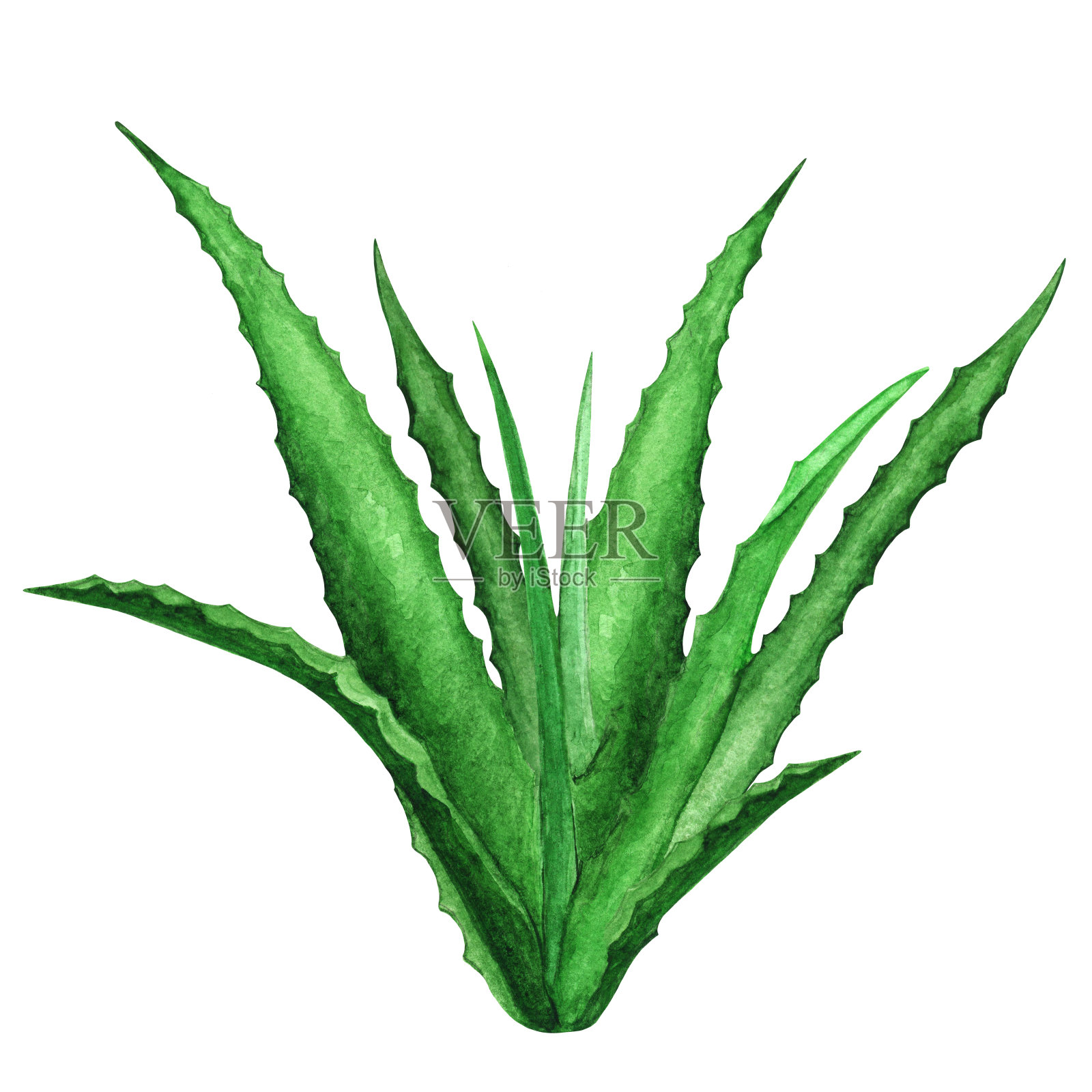 水彩龙舌兰，芦荟，绿色植物插画图片素材