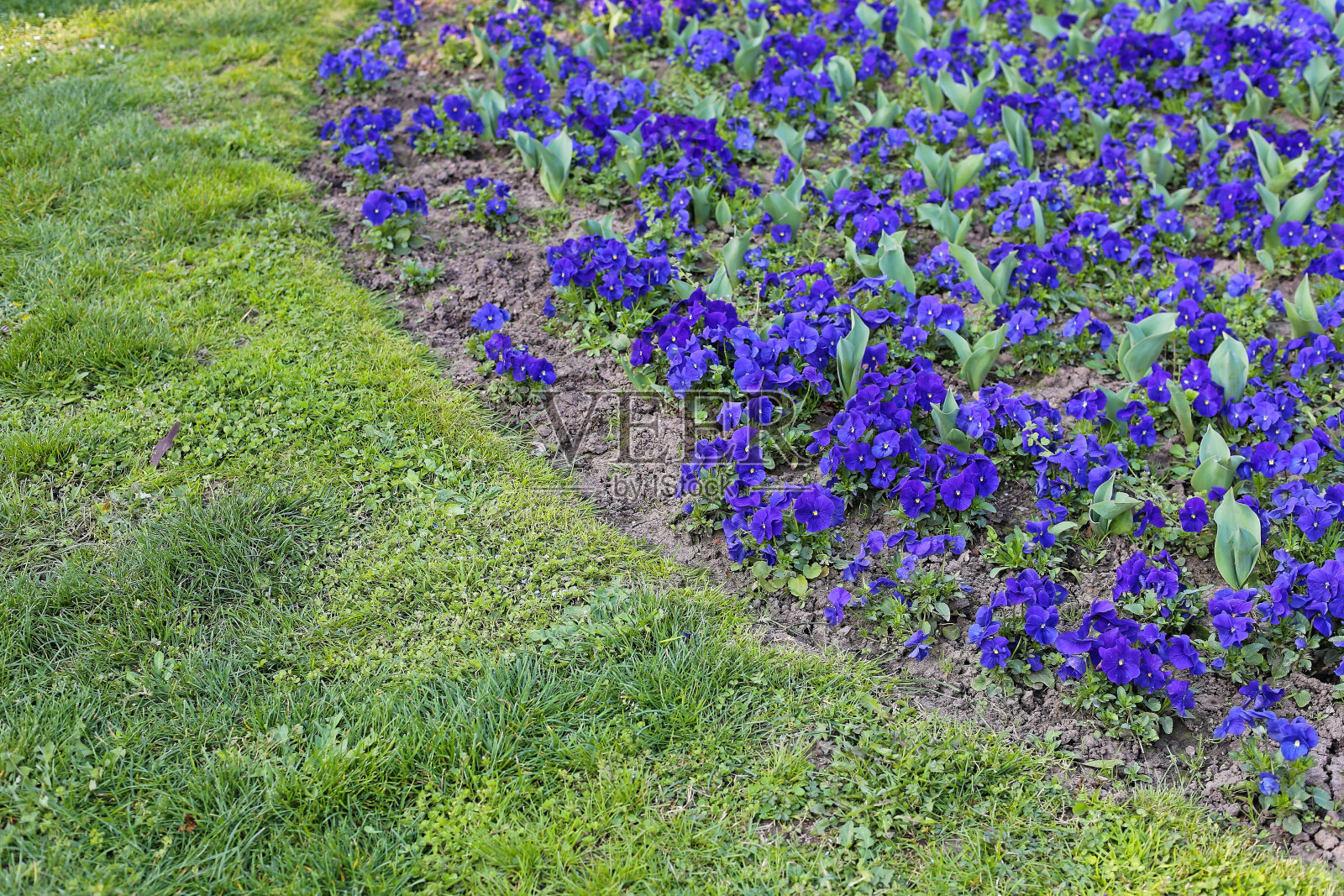 紫色花朵草照片摄影图片