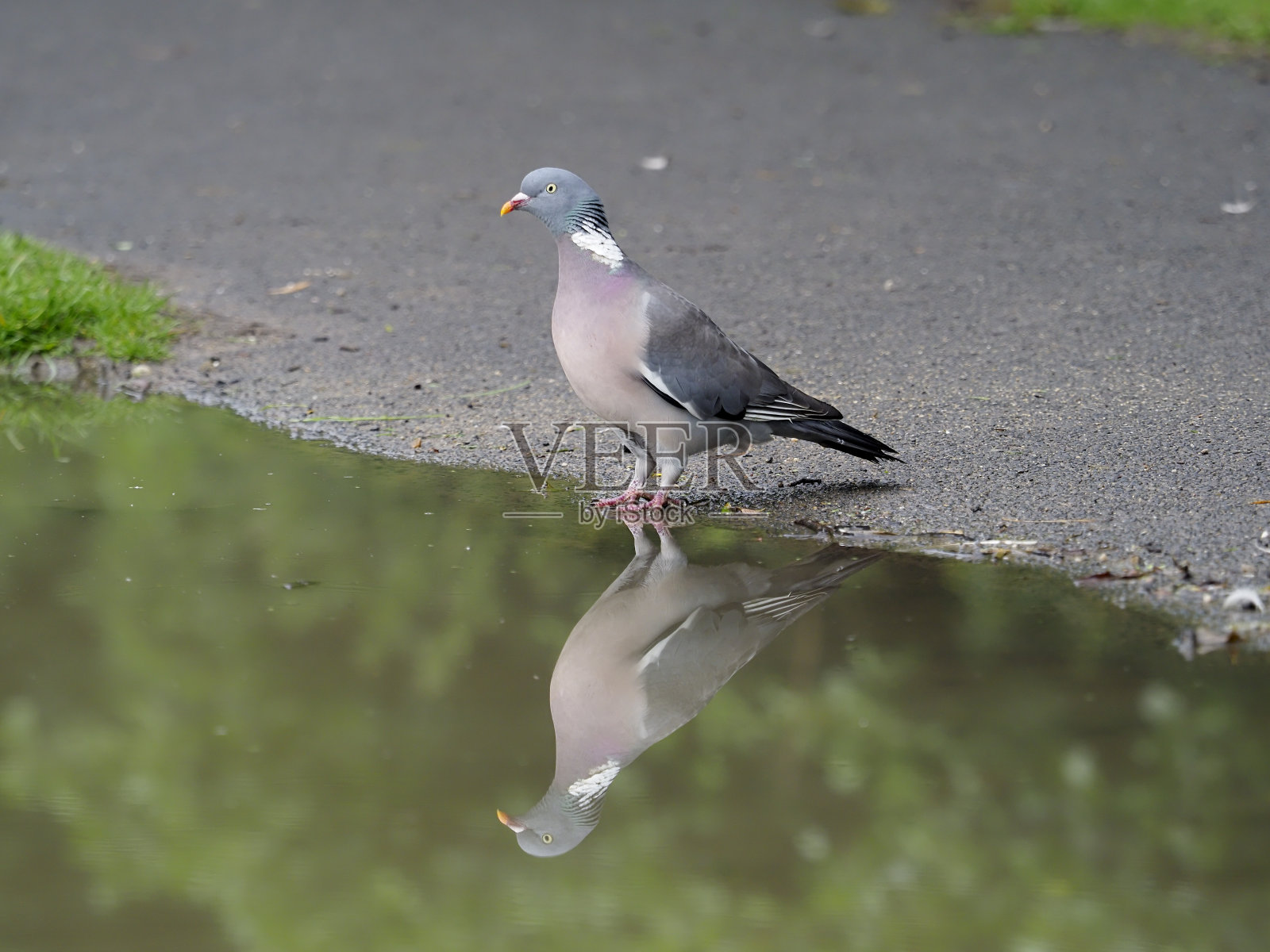2020年6月，沃里克郡，单只水栖木鸽照片摄影图片