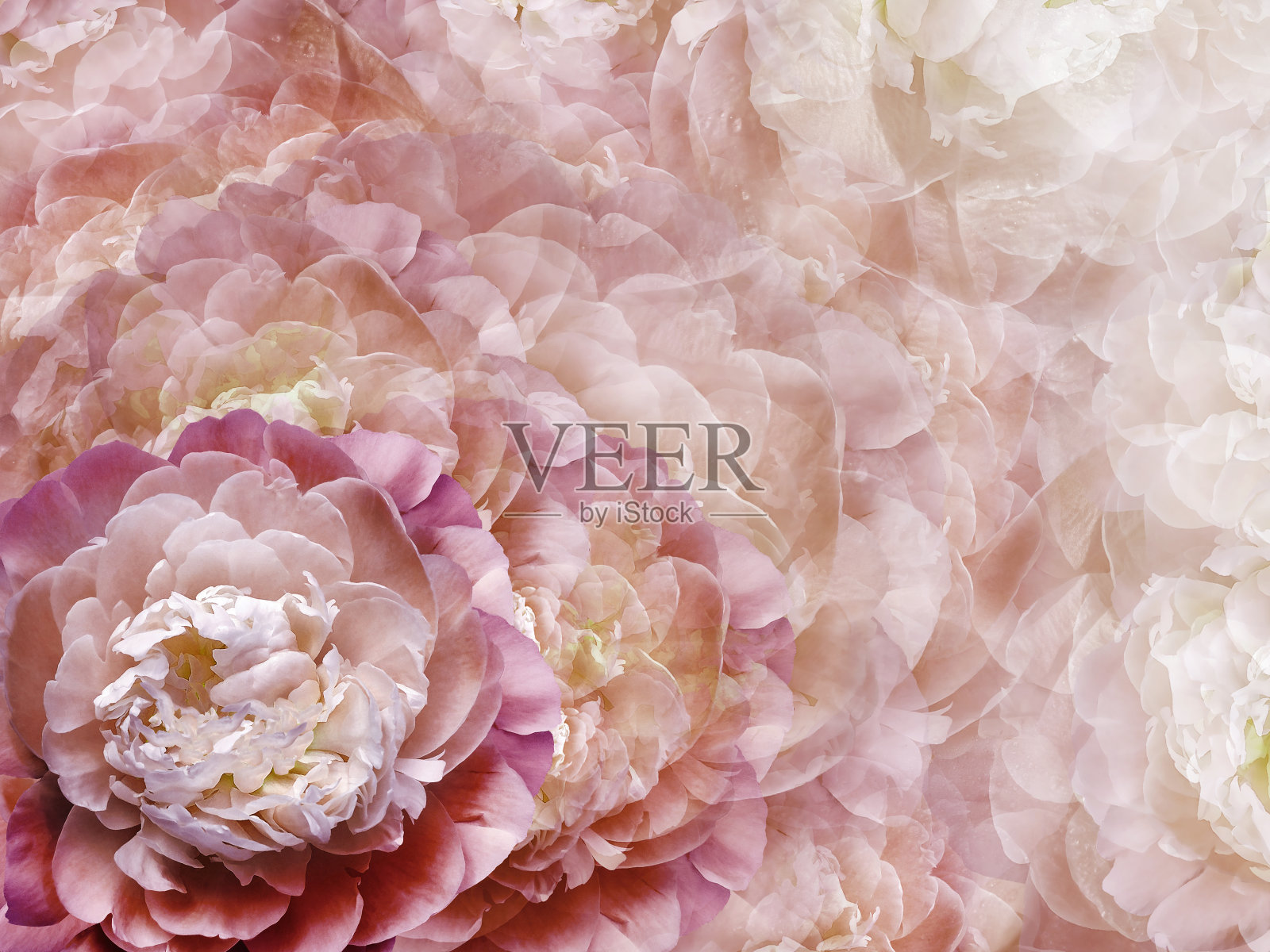 花红粉背景。花和牡丹花瓣。特写镜头。花组成。大自然。照片摄影图片