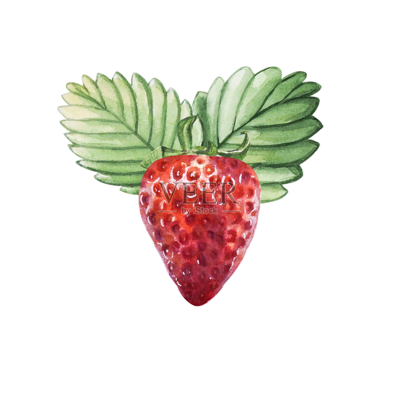 水彩红多汁草莓叶。手绘食物插图。标志设计。水果浆果打印。插画图片素材