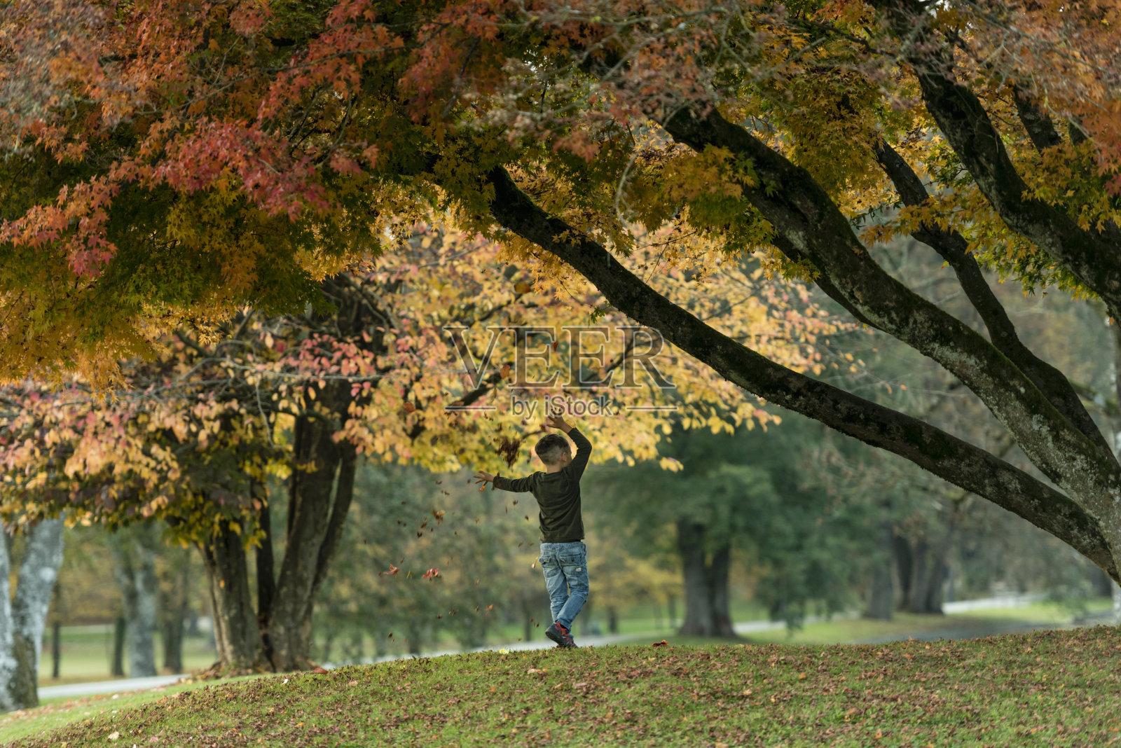 小男孩在公园的秋树下享受照片摄影图片