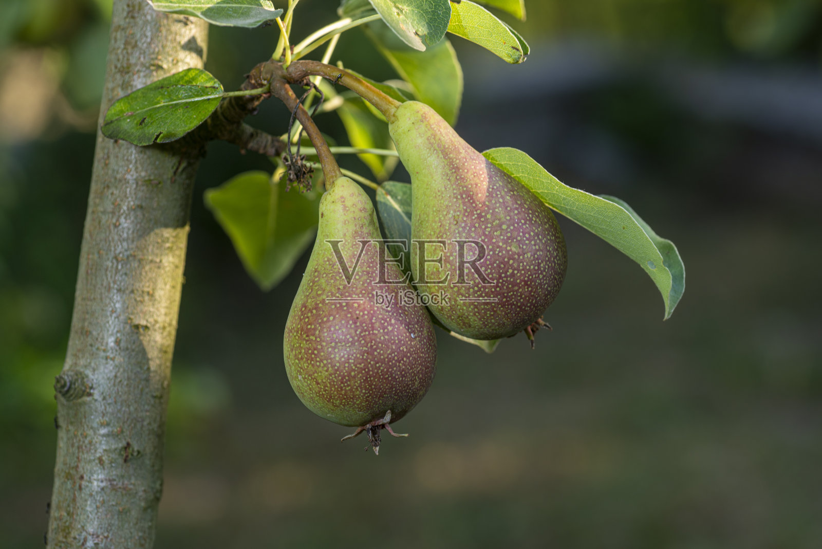 美味的梨子在树枝树的背景。美味的梨。照片摄影图片