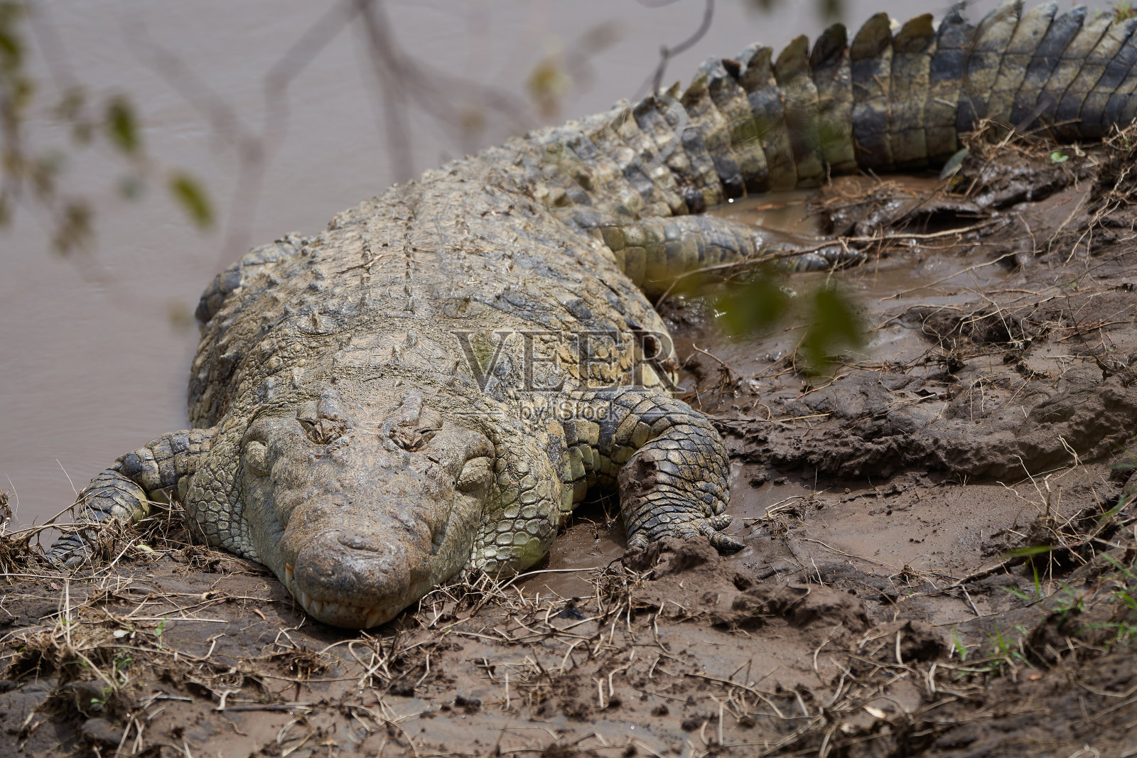 尼罗河鳄鱼肯尼亚马拉河的一种大鳄鱼照片摄影图片