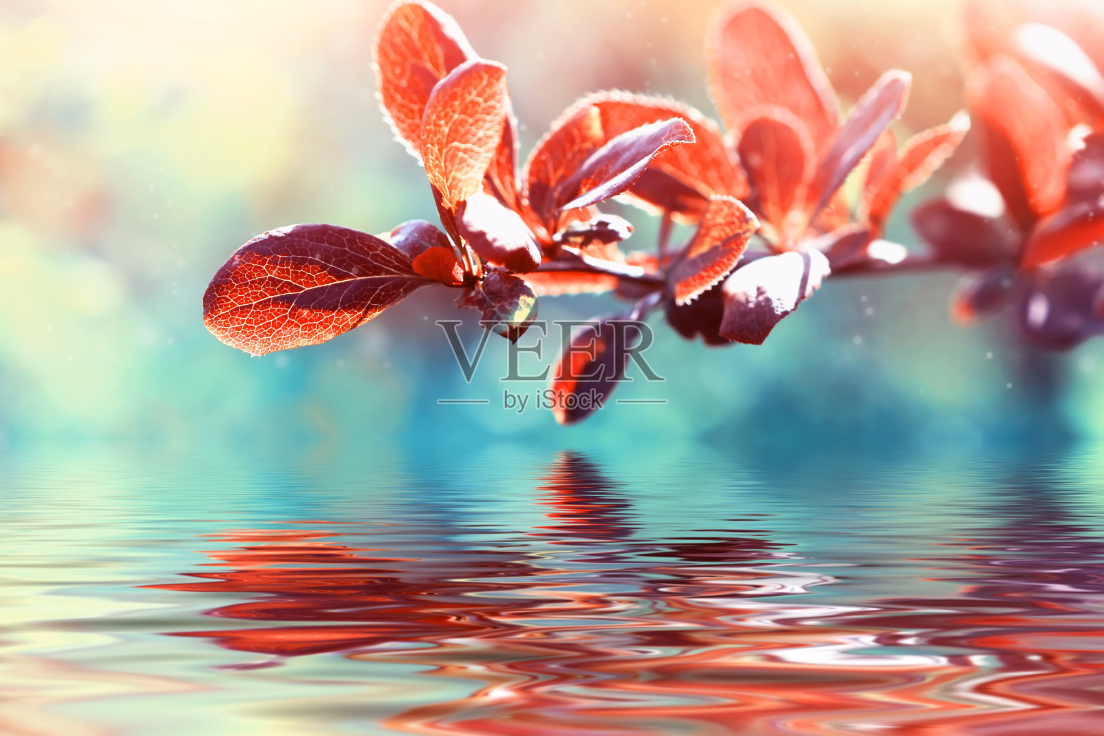 在一个阳光明媚的秋日，树枝和红叶越过水面照片摄影图片