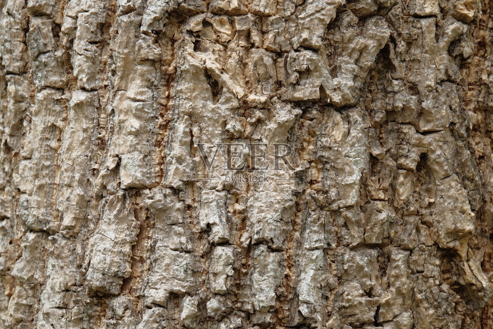 树皮的树干纹理背景为棕色照片摄影图片