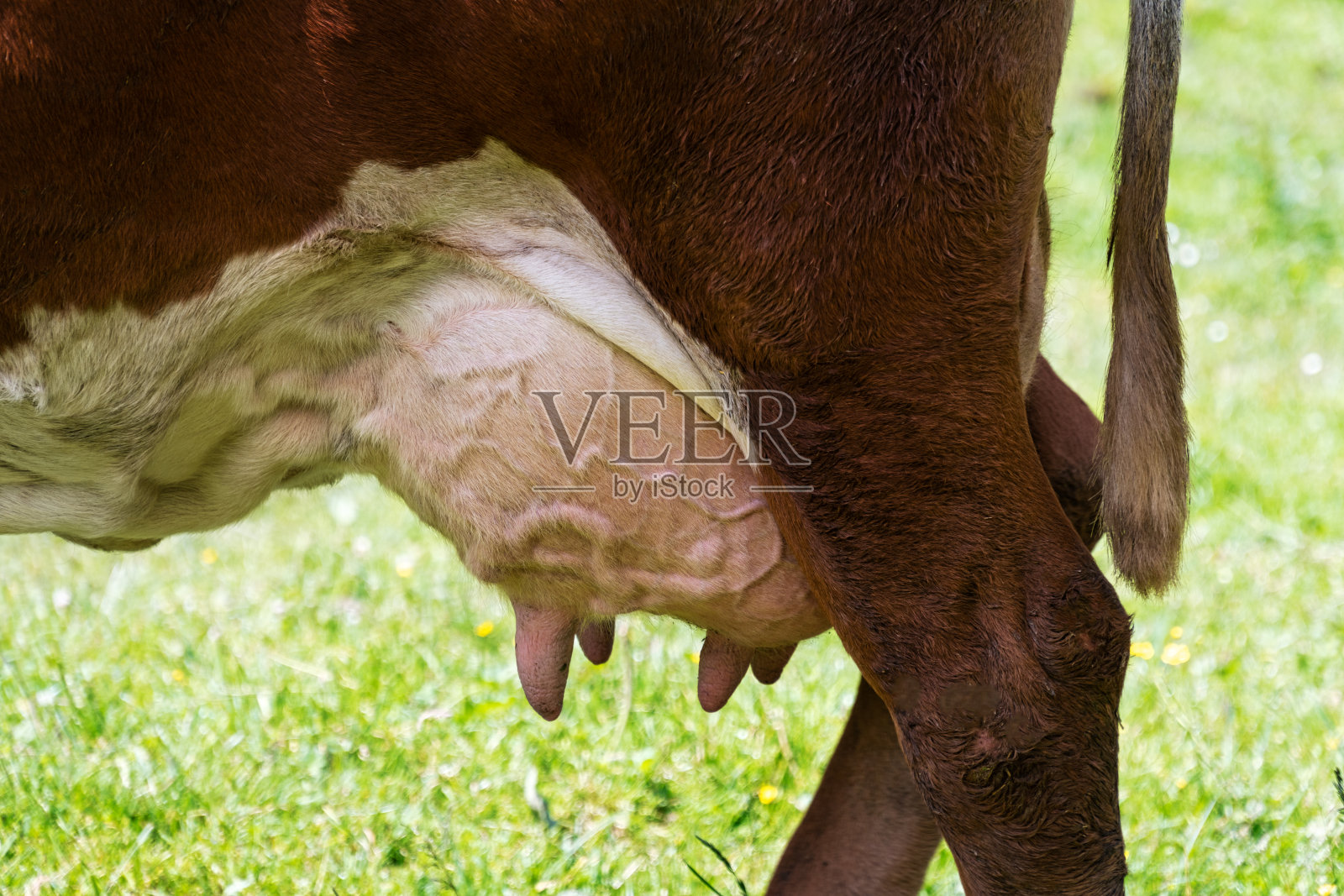 乳房奶牛照片摄影图片